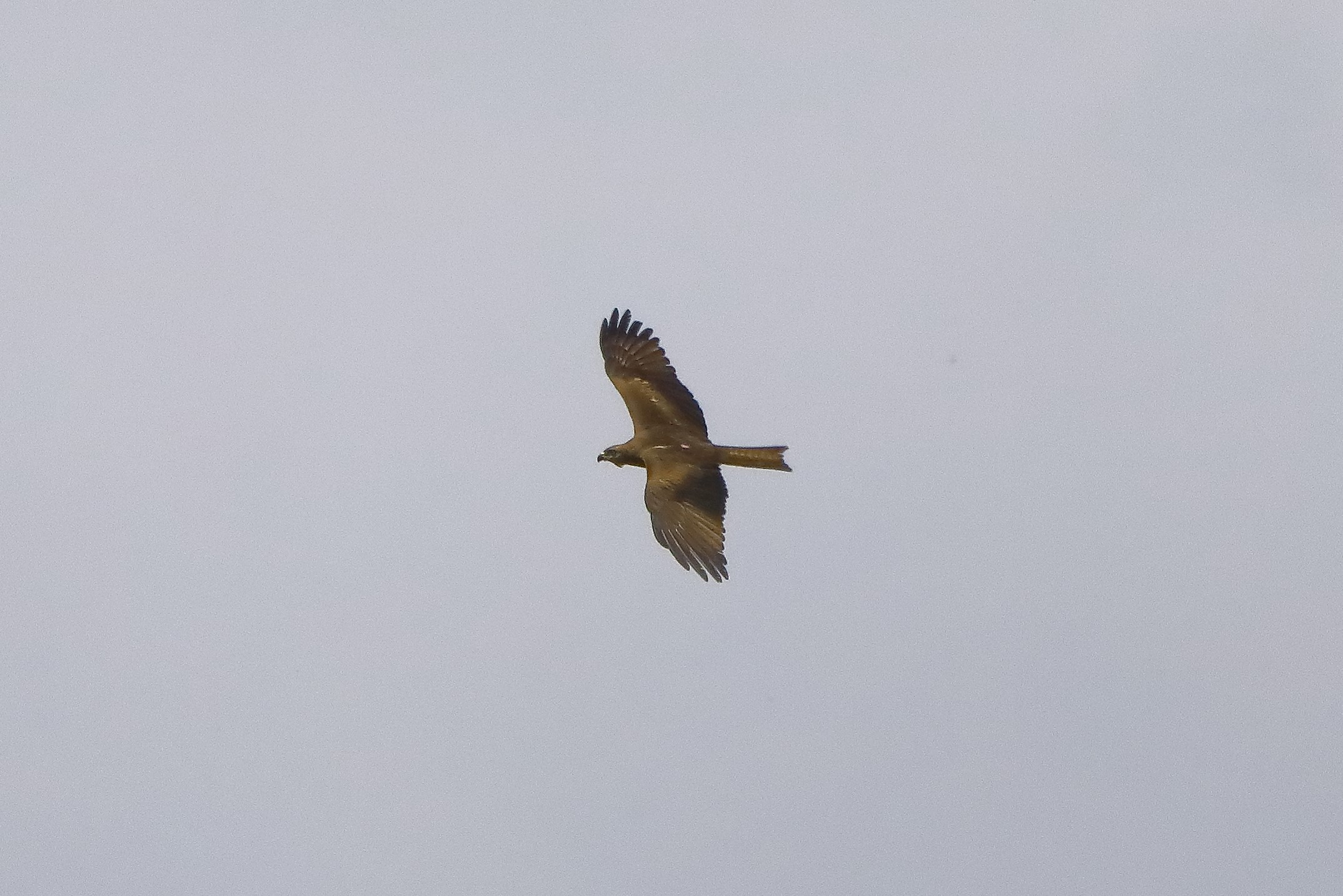 Nibbio bruno 14-05-2022