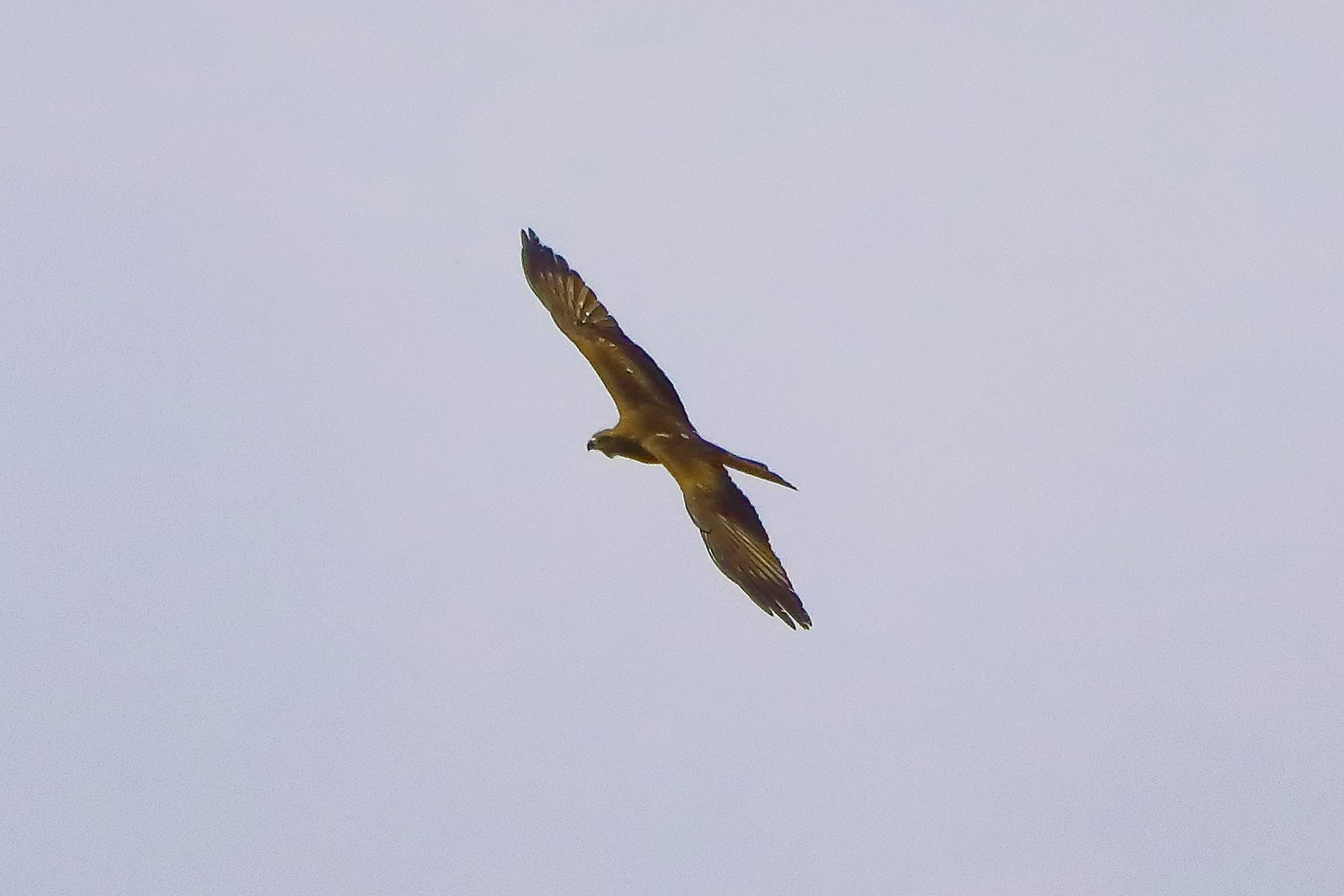 Nibbio bruno 14-05-2022