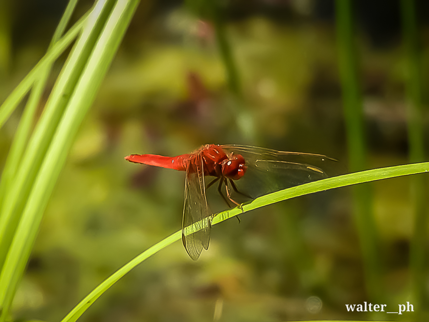 Red dragonfly #macro