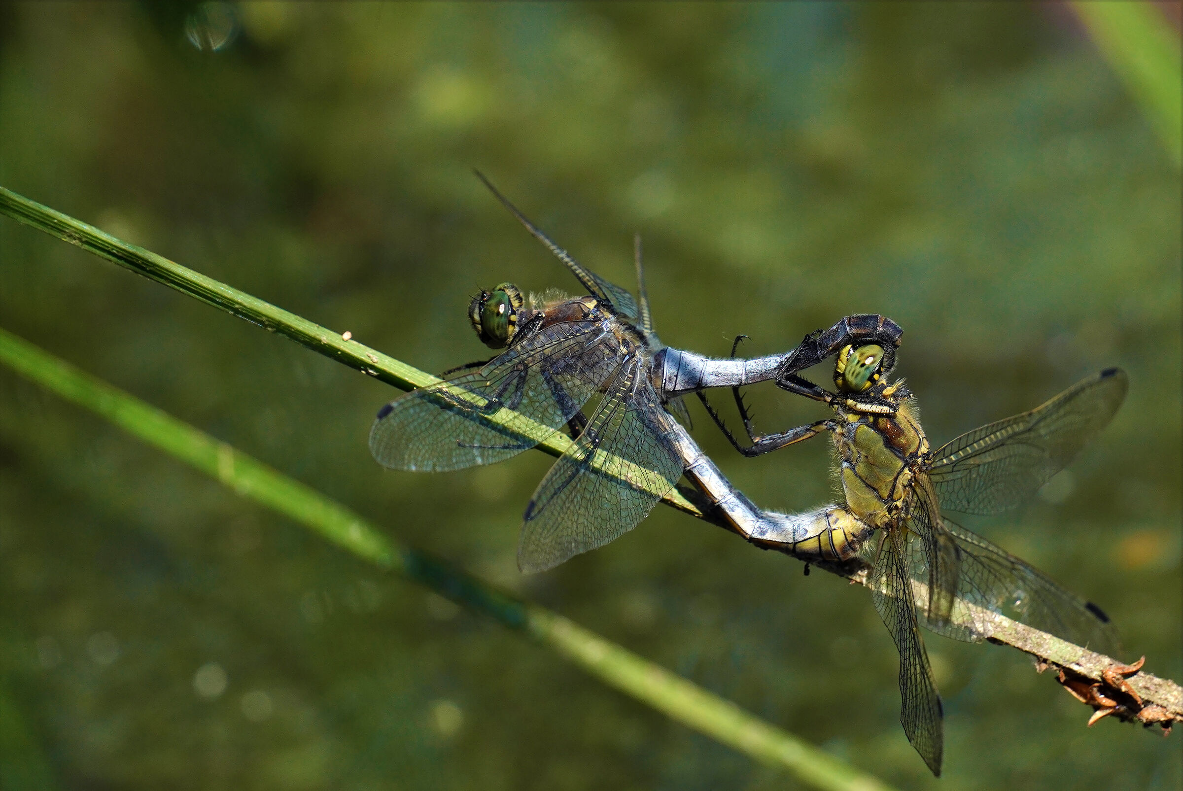 la continuazione....