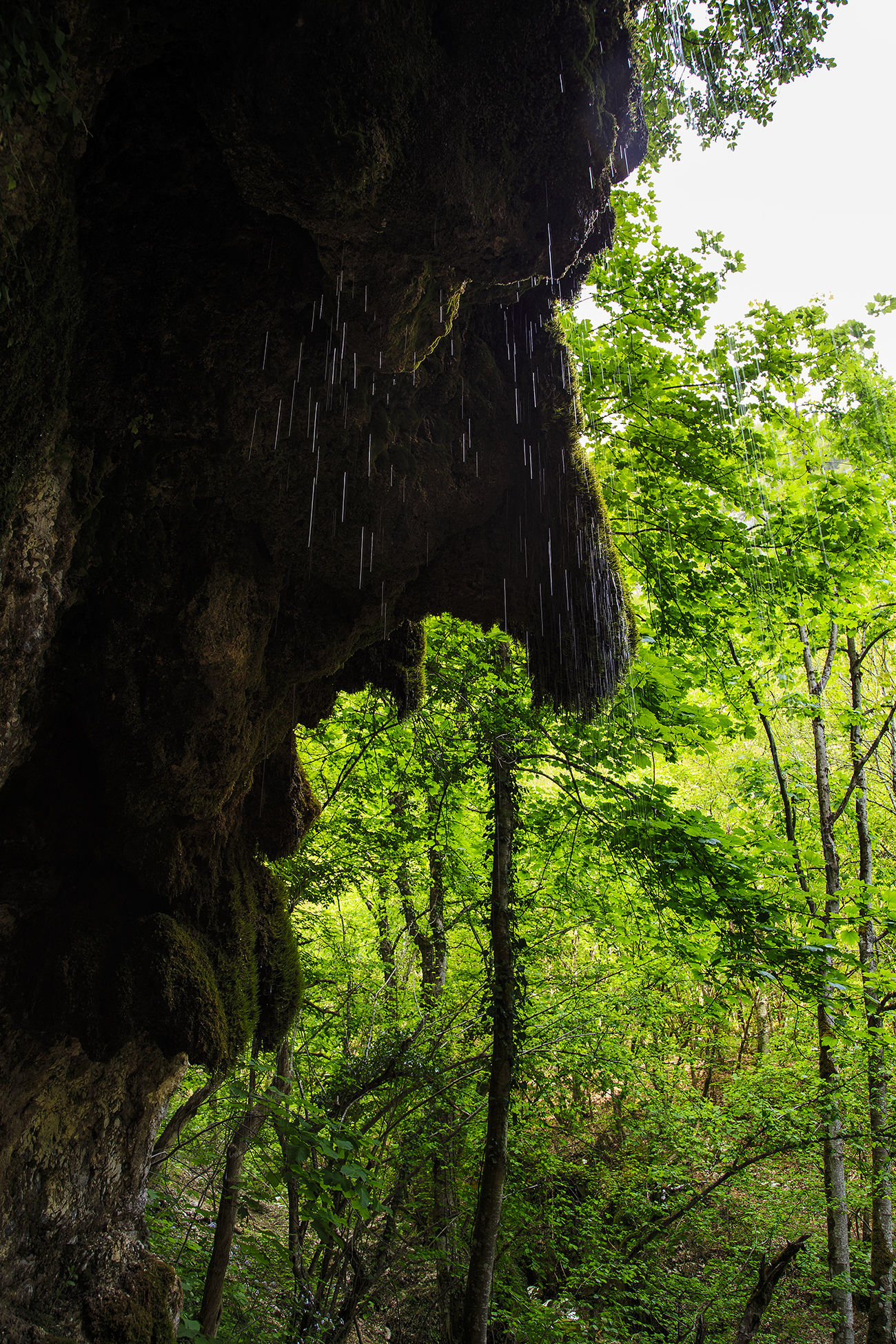 gli abitanti del bosco