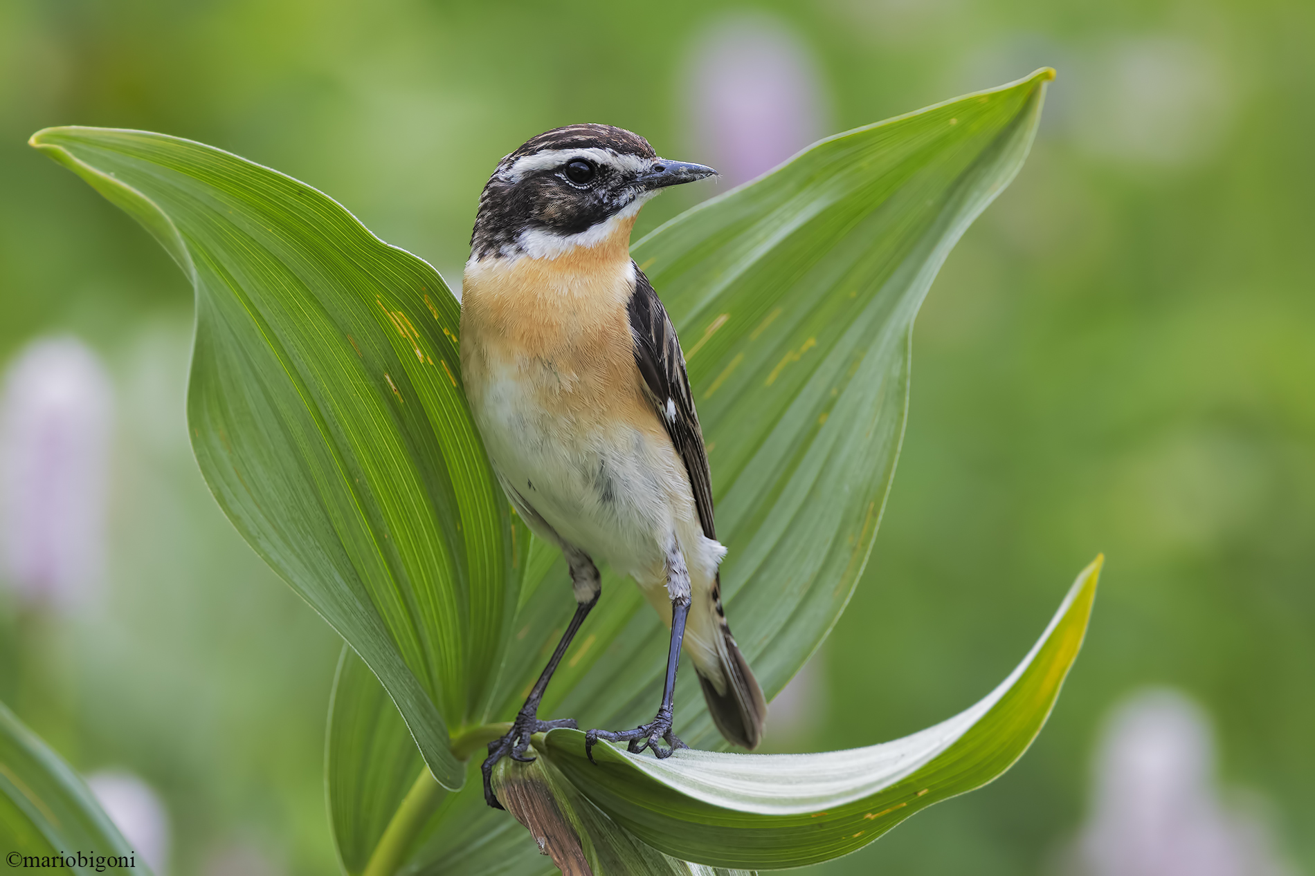Whinchat