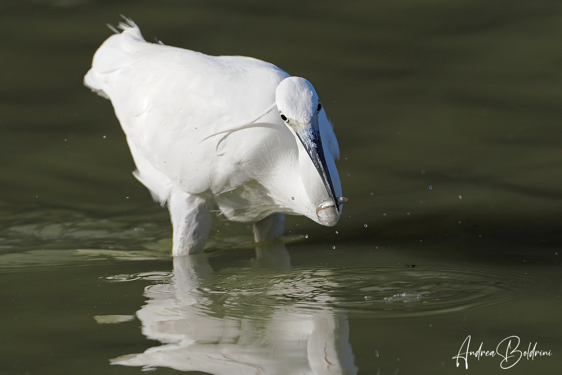 Egret