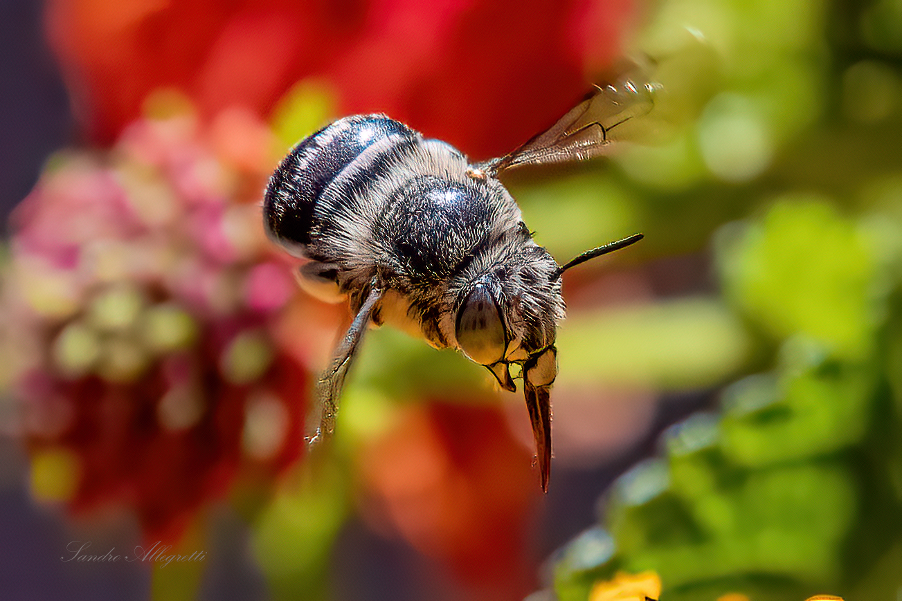 Urban Anthophora