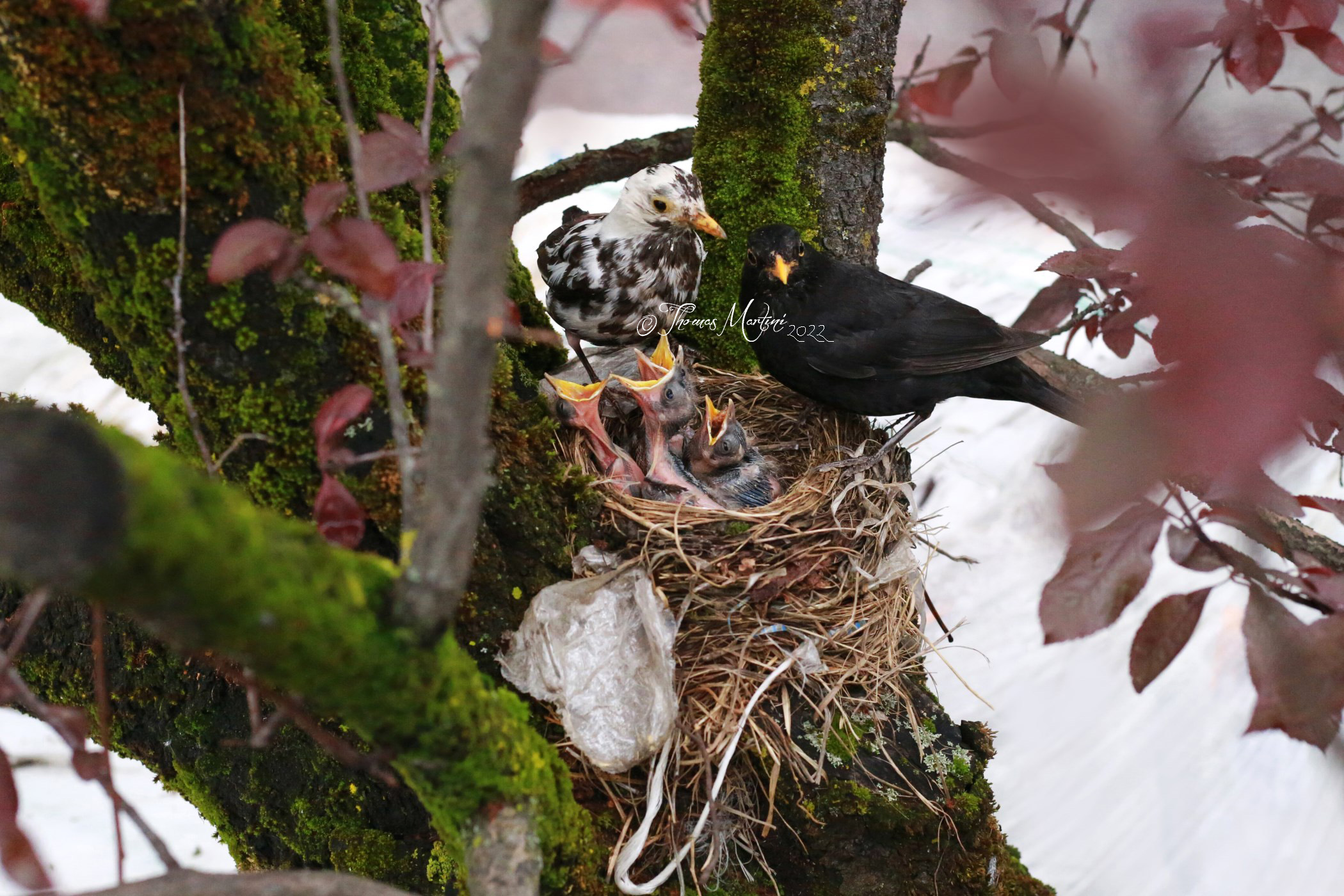 Bianca e Nero, Juventina family
