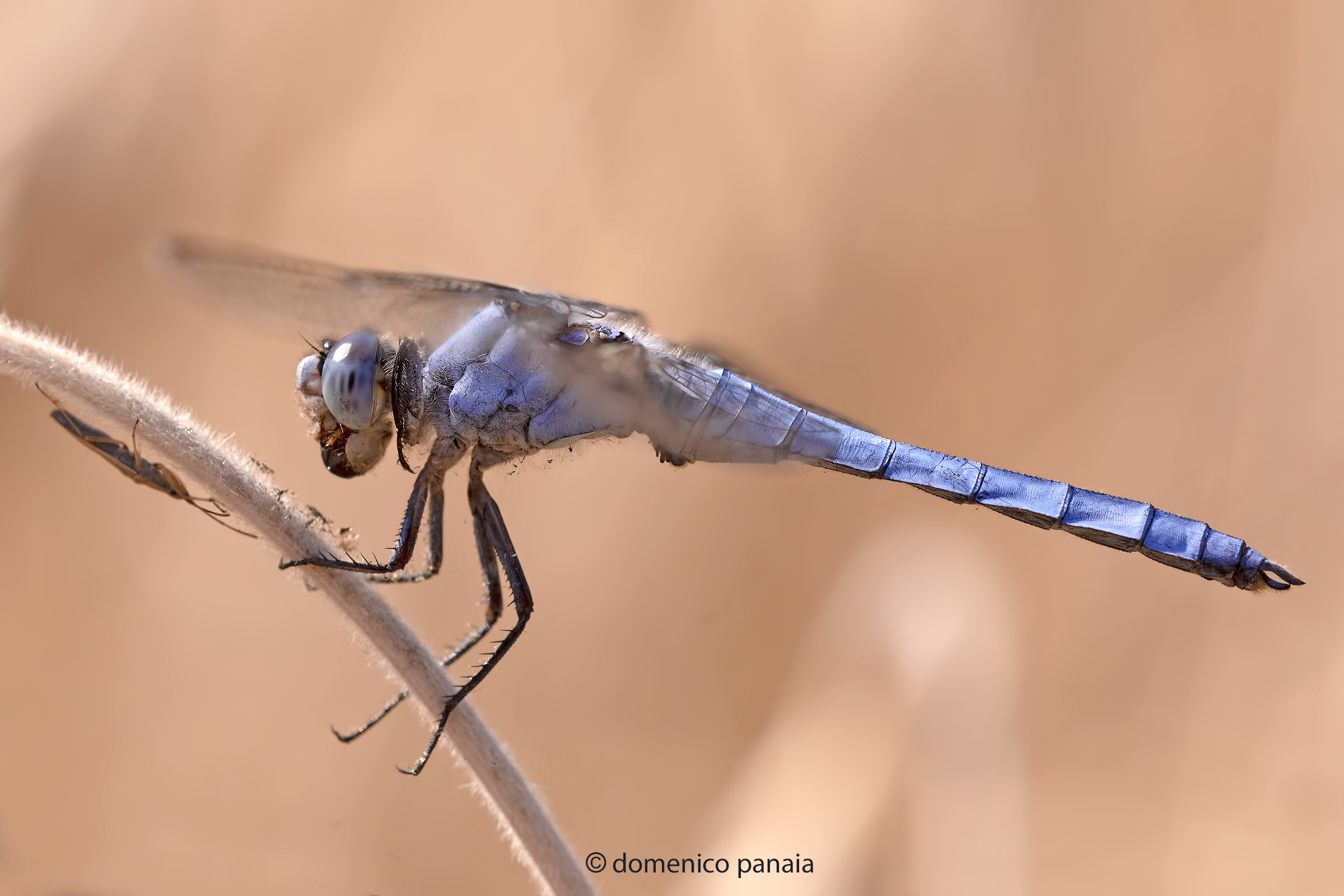 Orthetrum brunneum