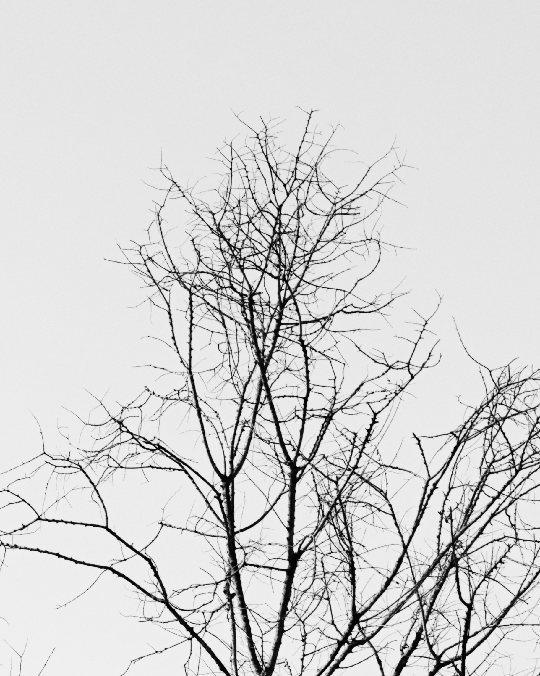 As in the leaves