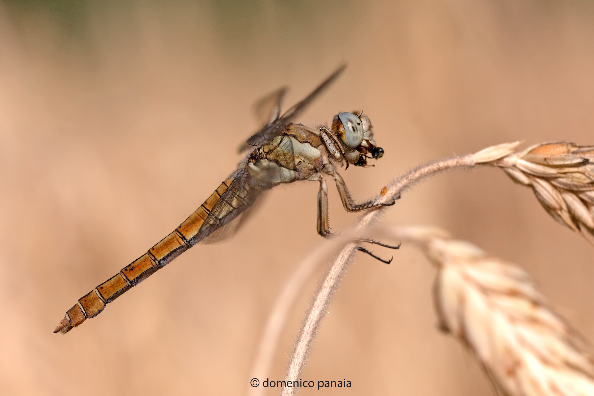 Orthetrum brunneum
