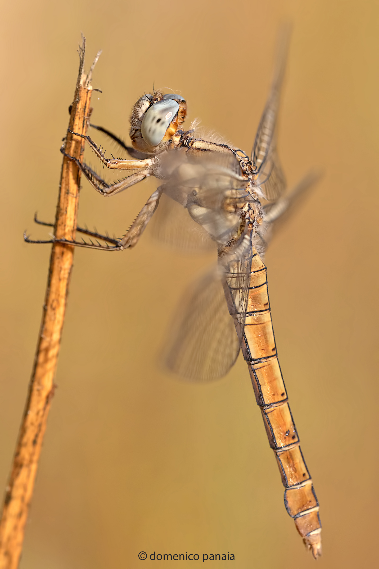 Orthetrum brunneum