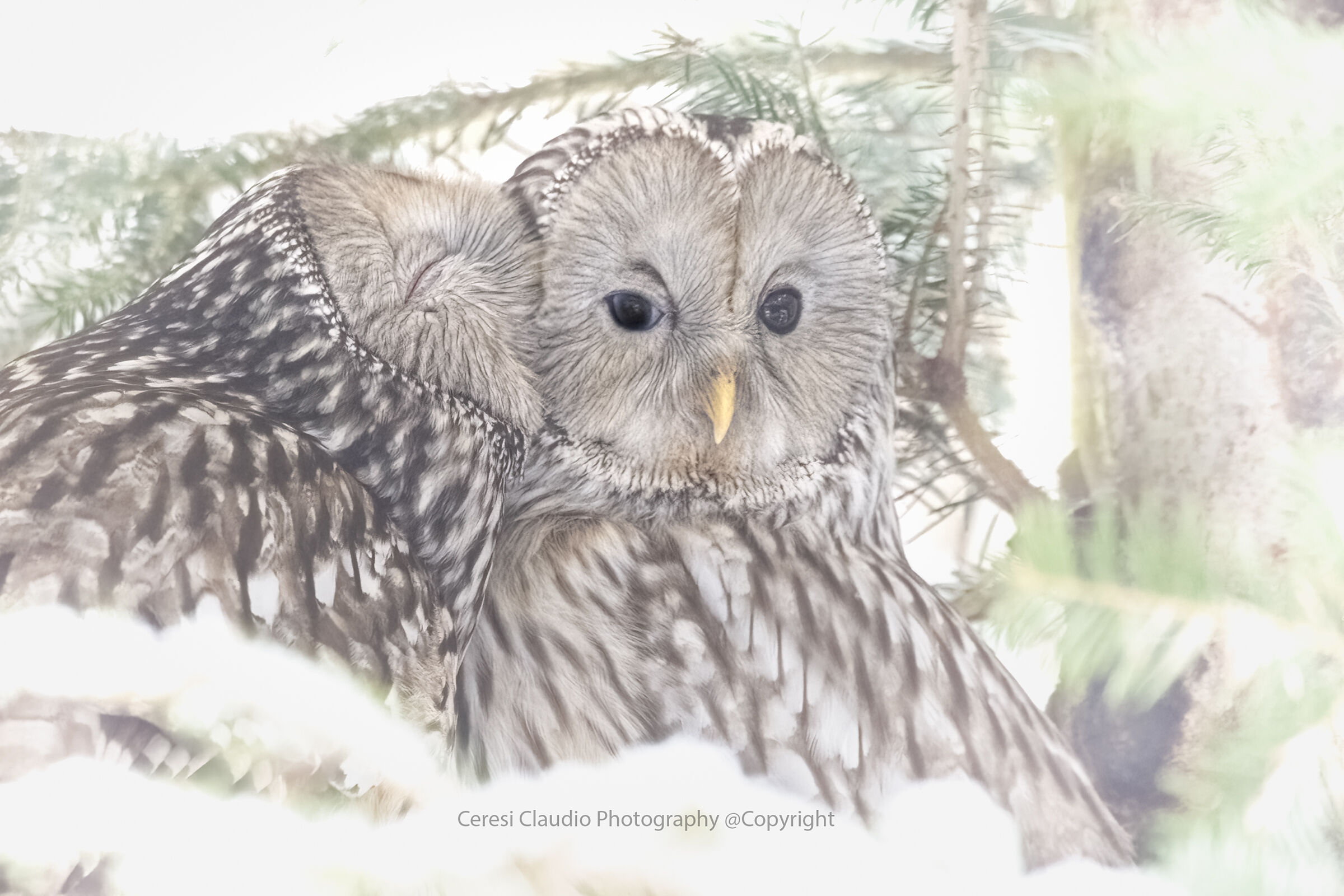 kiss me baby Ural owl