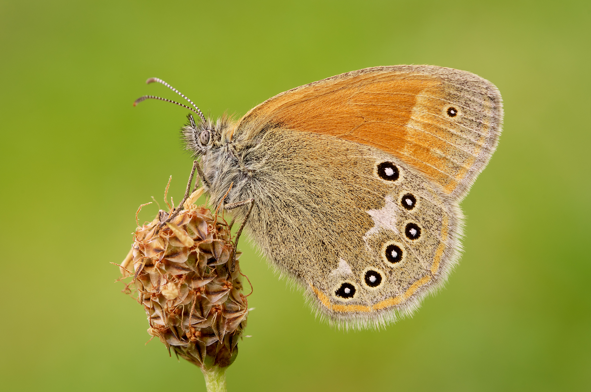 Coenonympha glicerone