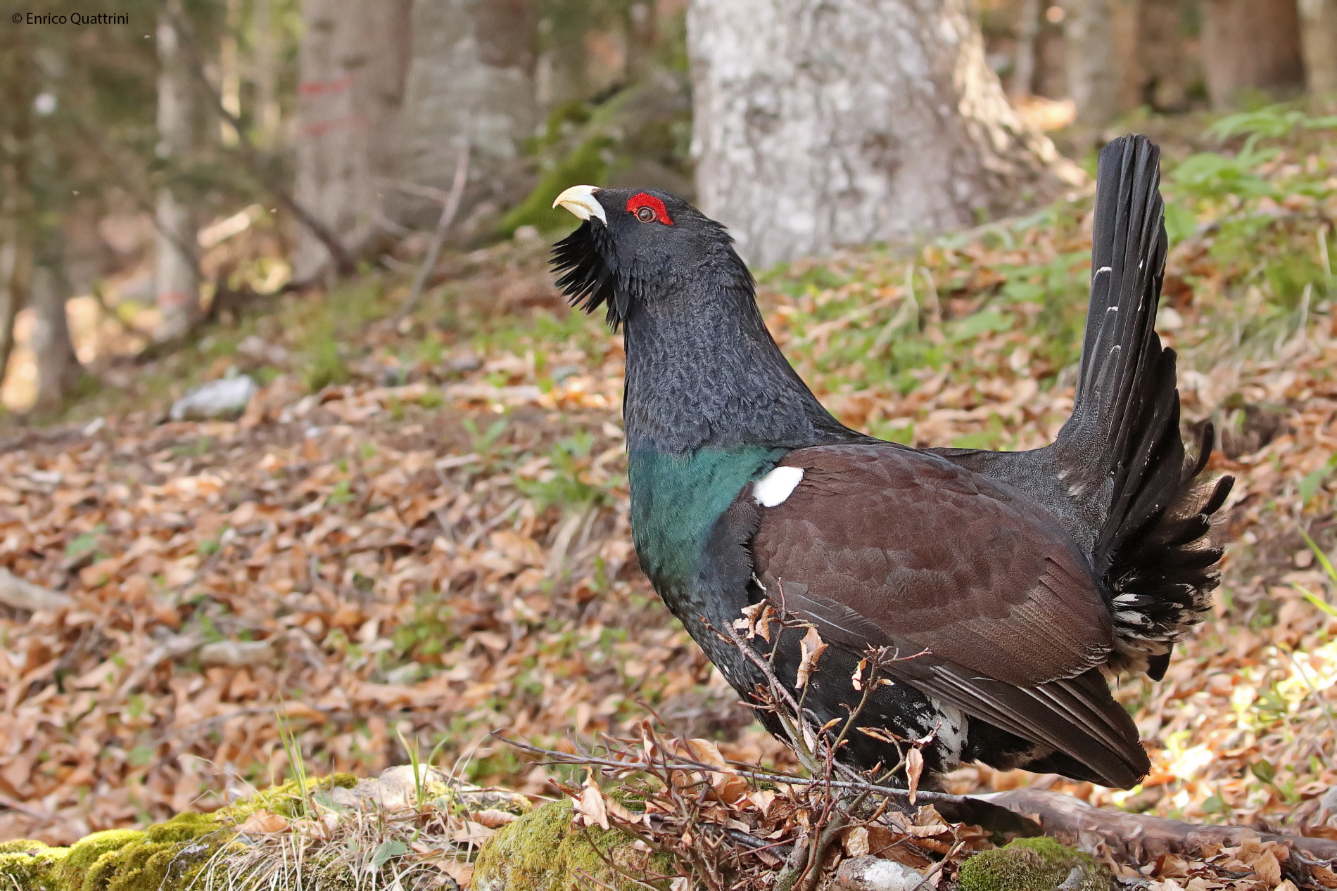 Gallo cedrone