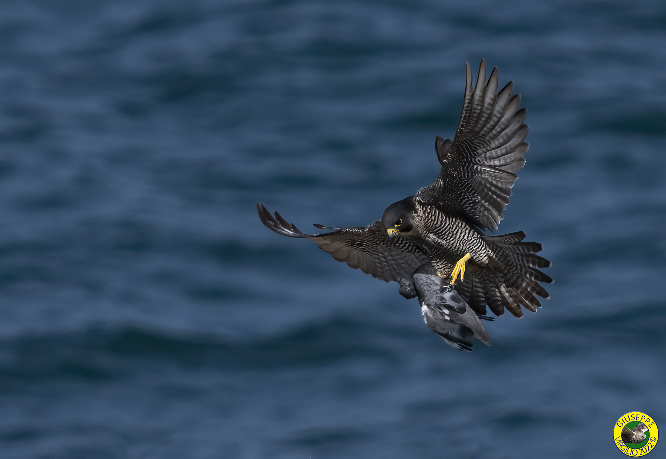 Female Peregrine Falcon with Prey (Sardinia) 2022