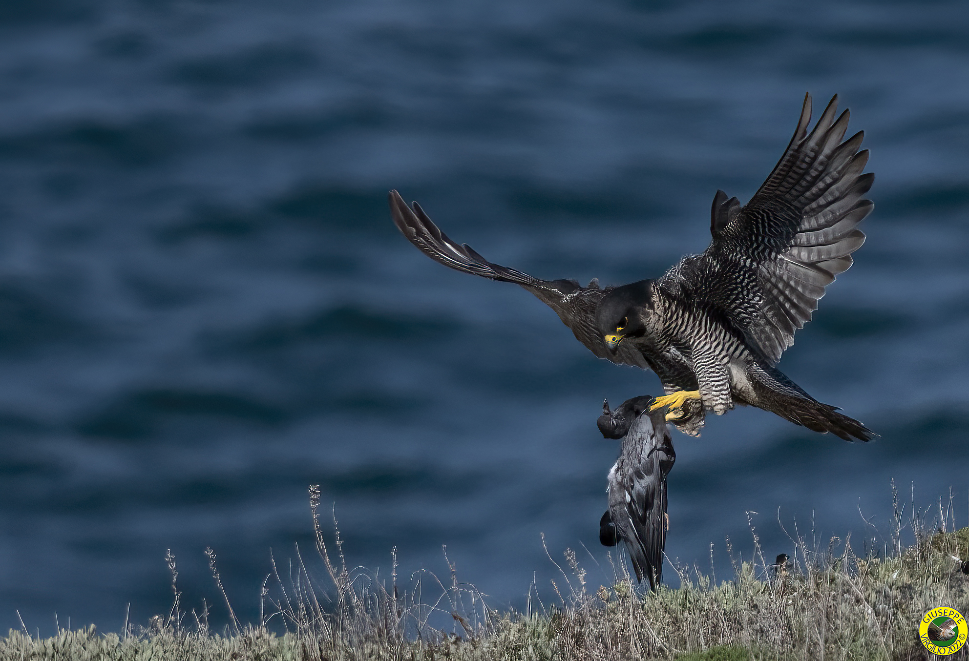 Young Peregrine Falcon (Sardinia) 2022