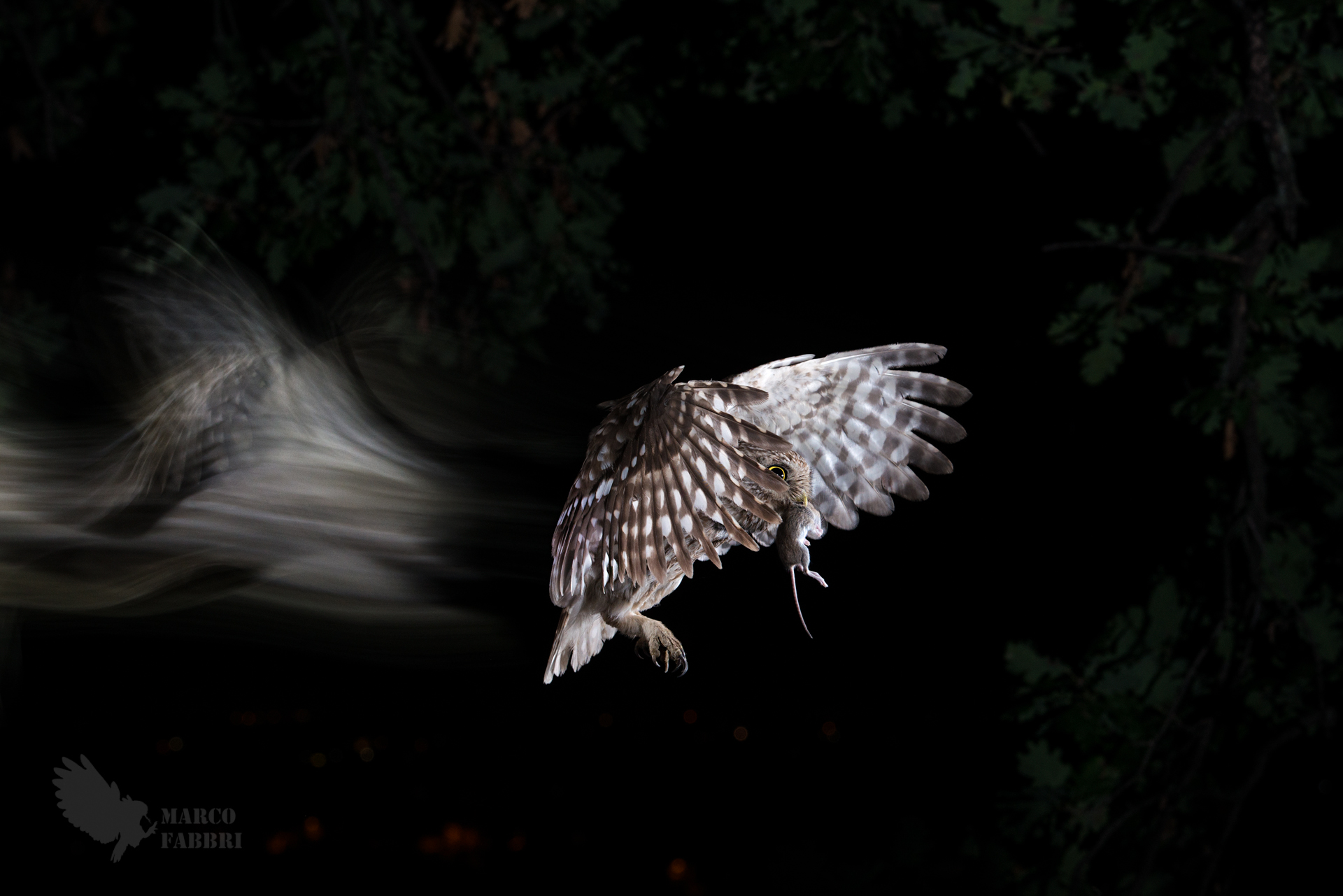 Trails of the night