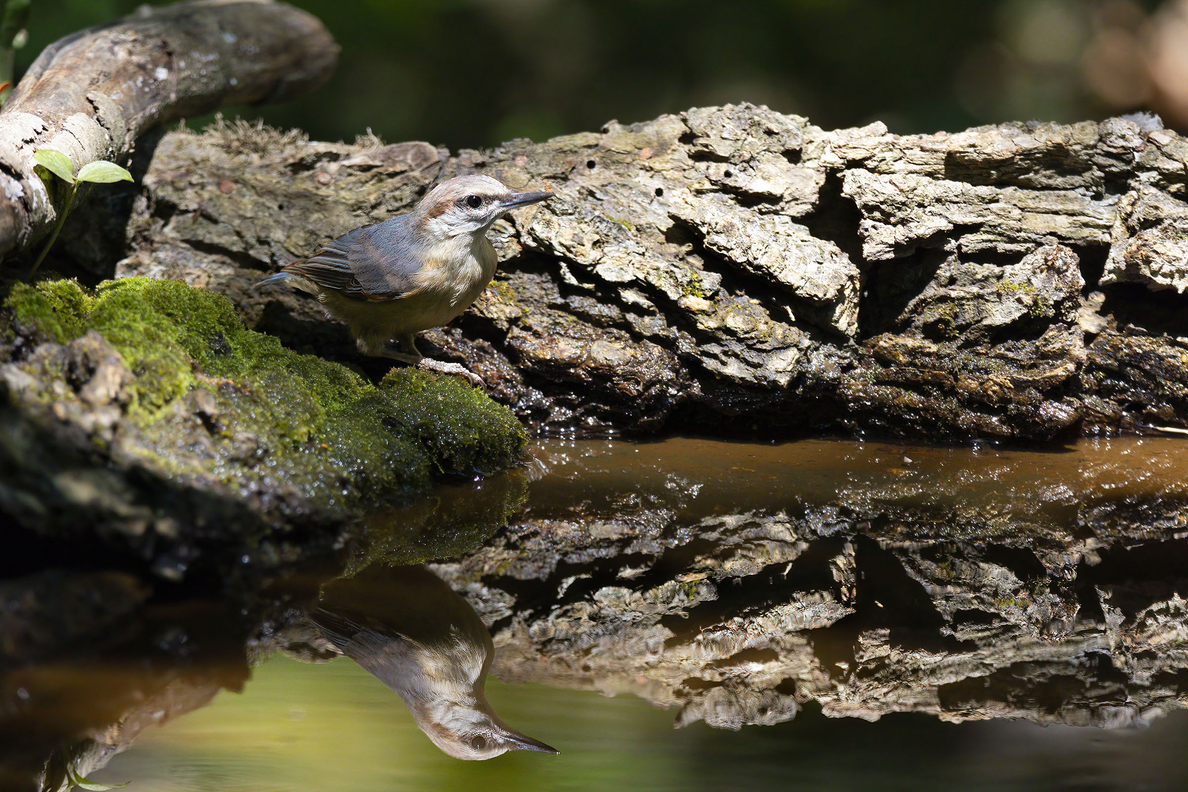 Picchio muratore giovane