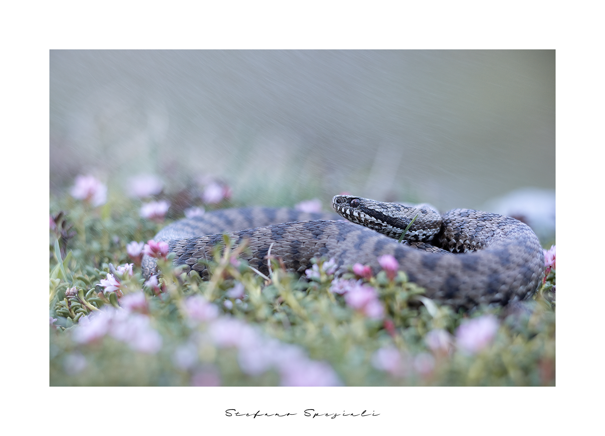 Marasso - Vipera berus