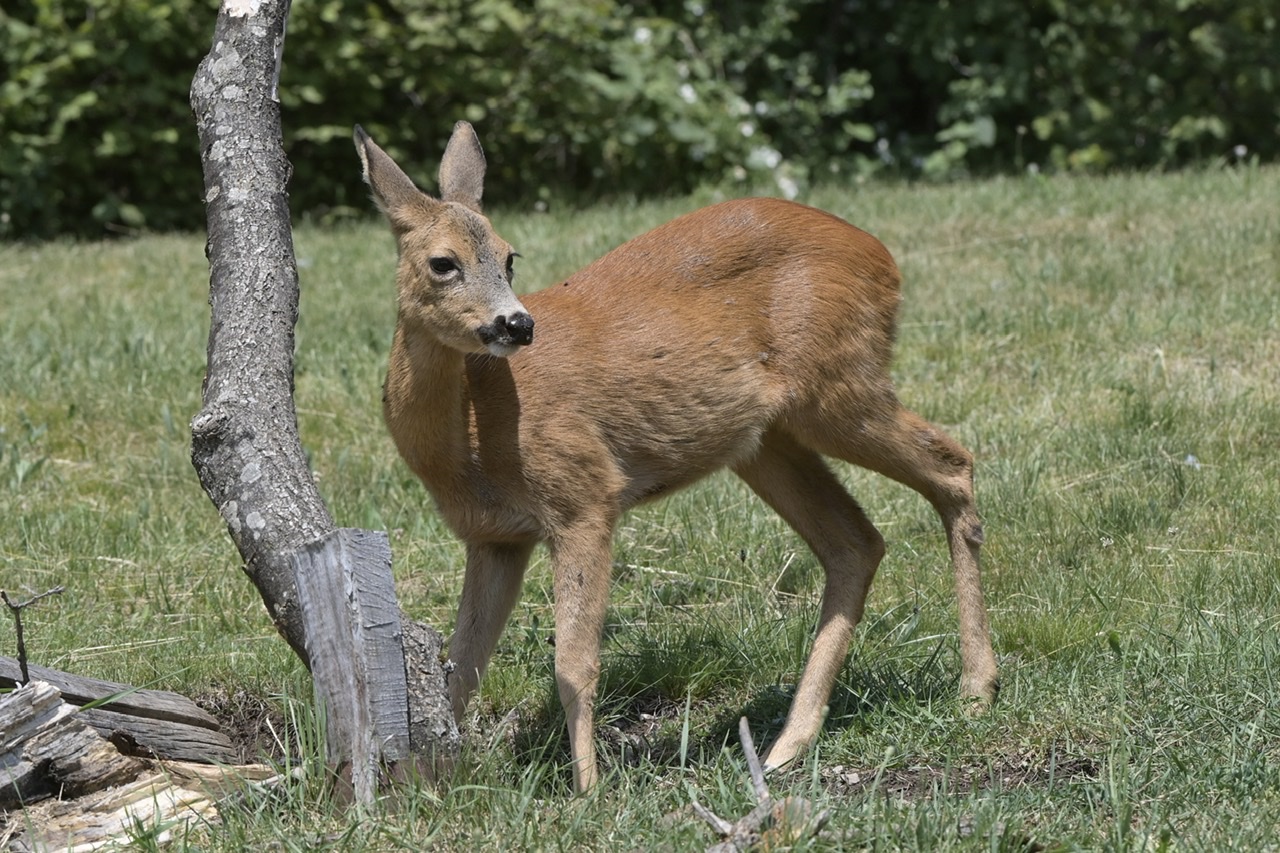 Capriolo