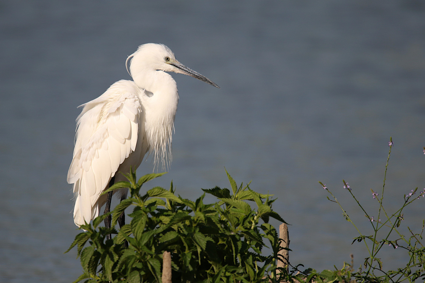 Egretta garzetta (Garzetta)