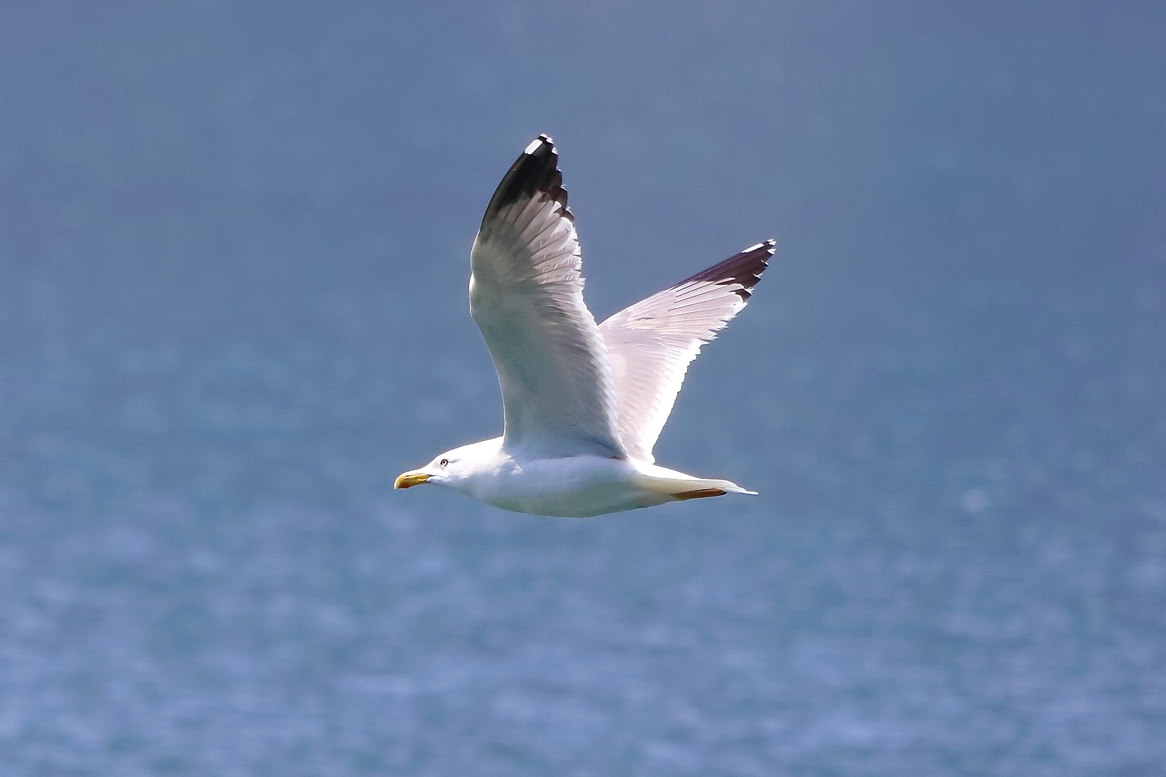 gabbiano terrestre 13-05-2022