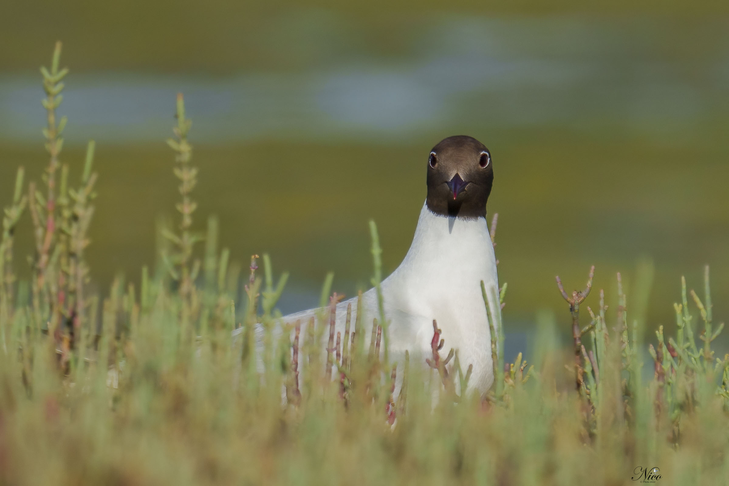 Gabbiano di mare con la testa di marrone
