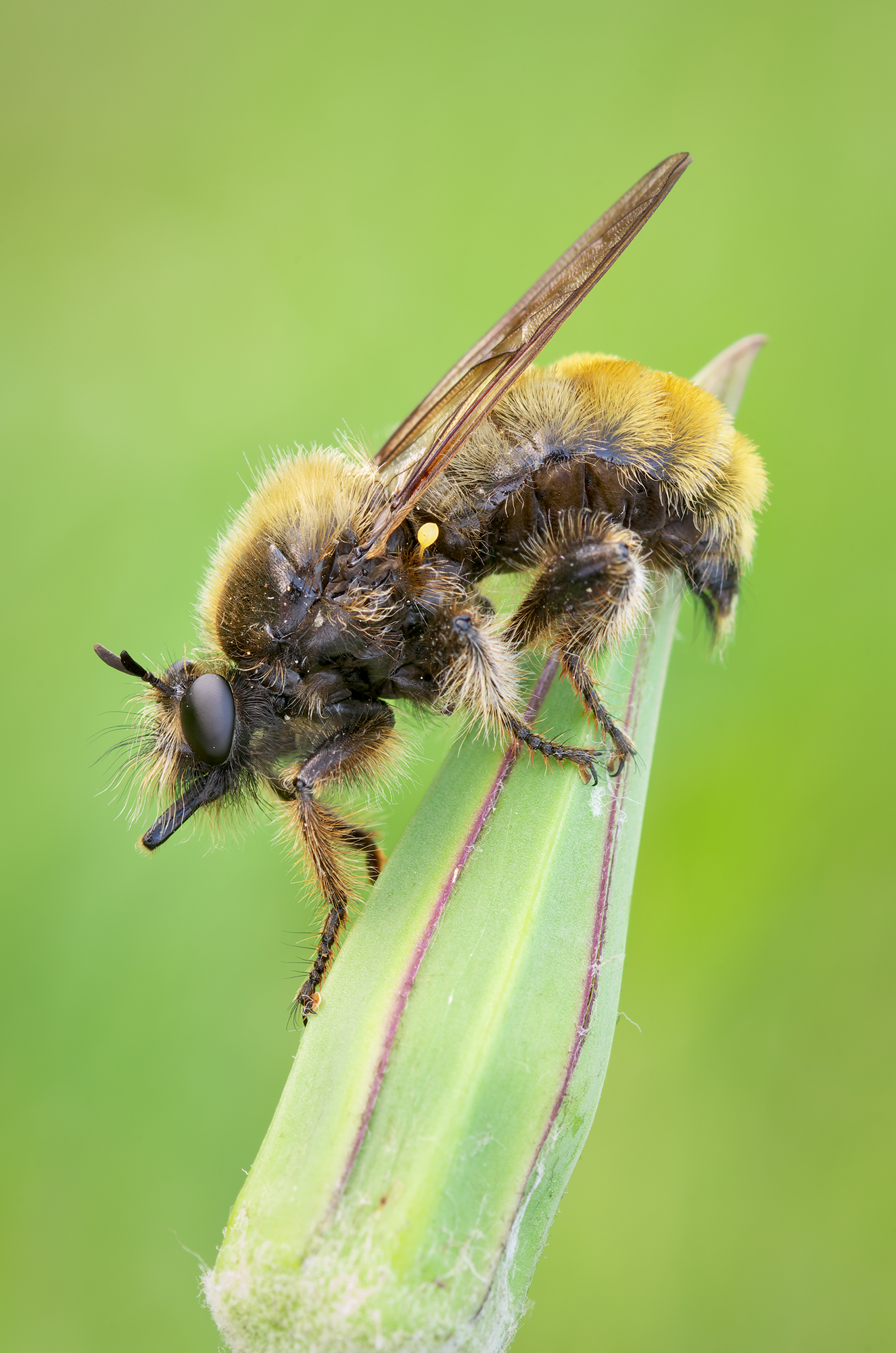 Laphria flava