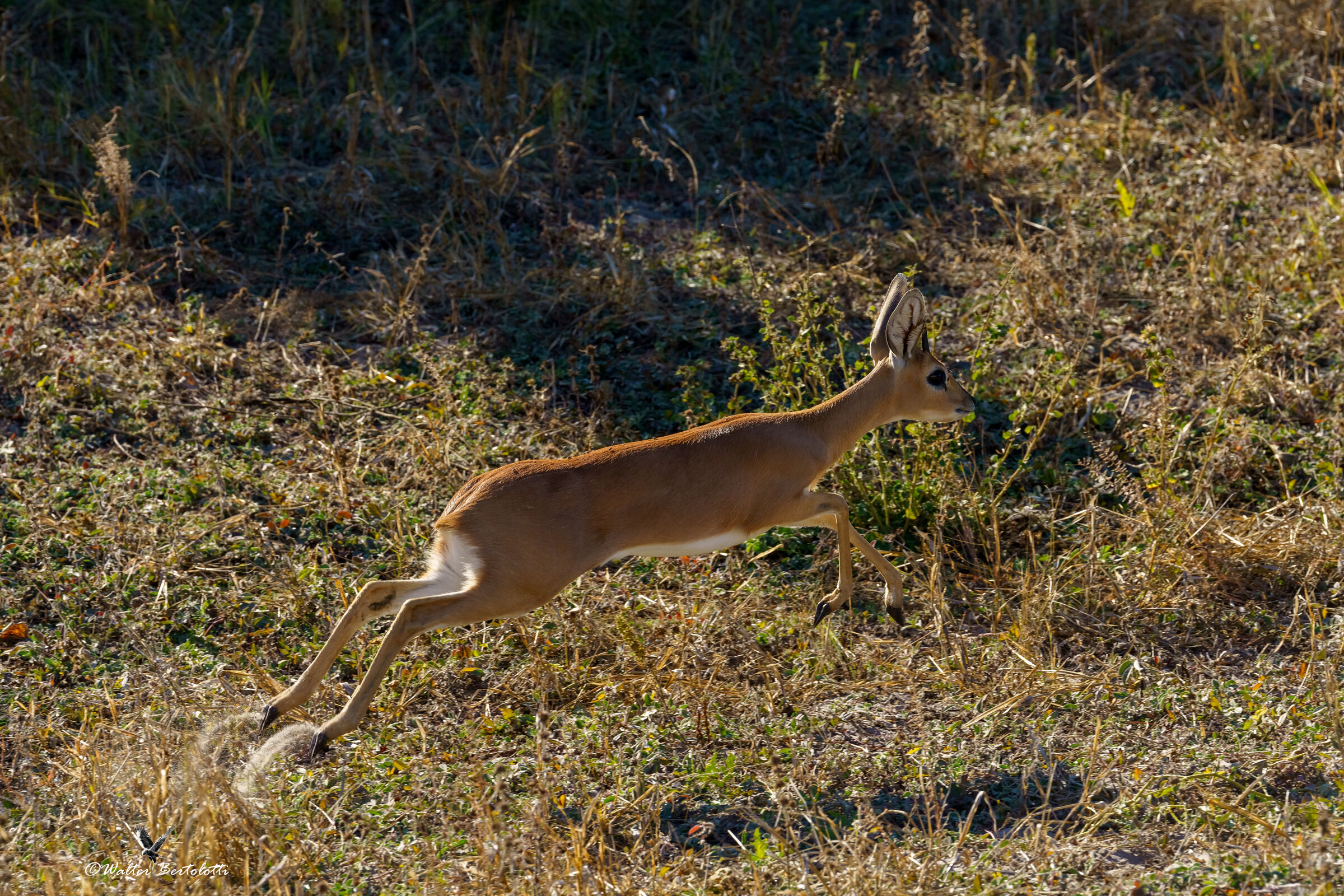 raficero campestre (steenbok)