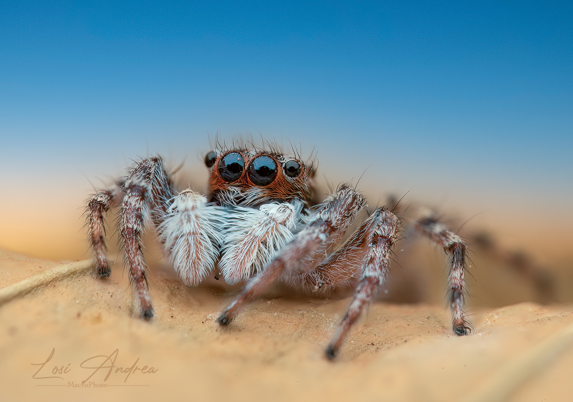 Spider