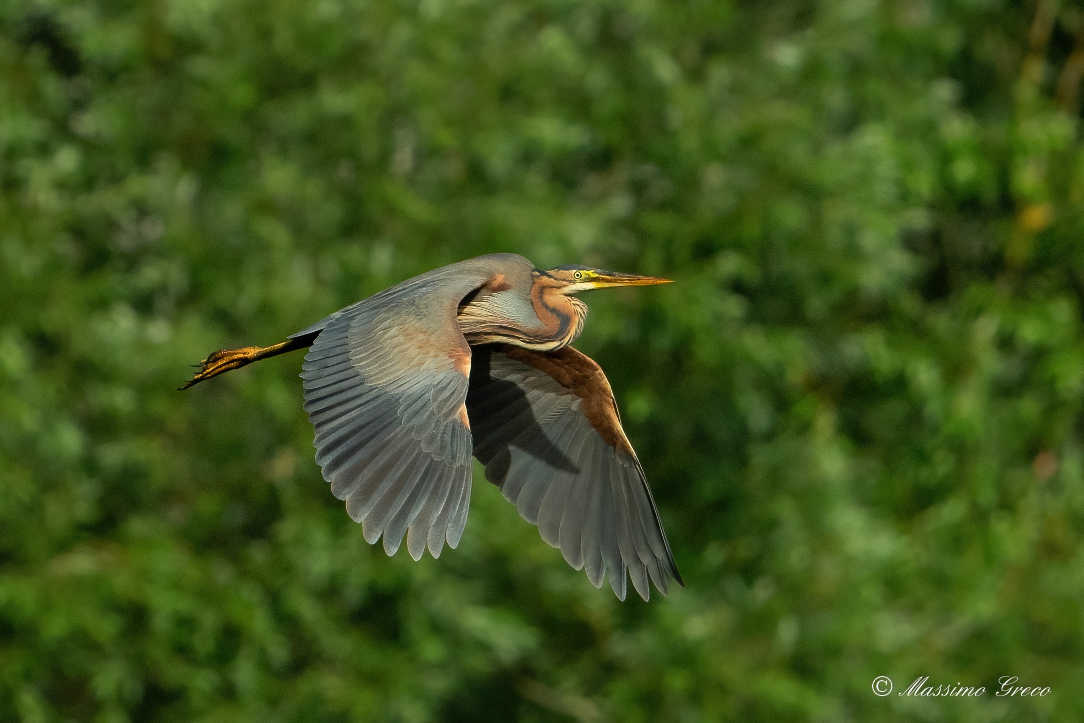 Red heron (Ardea purpurea)