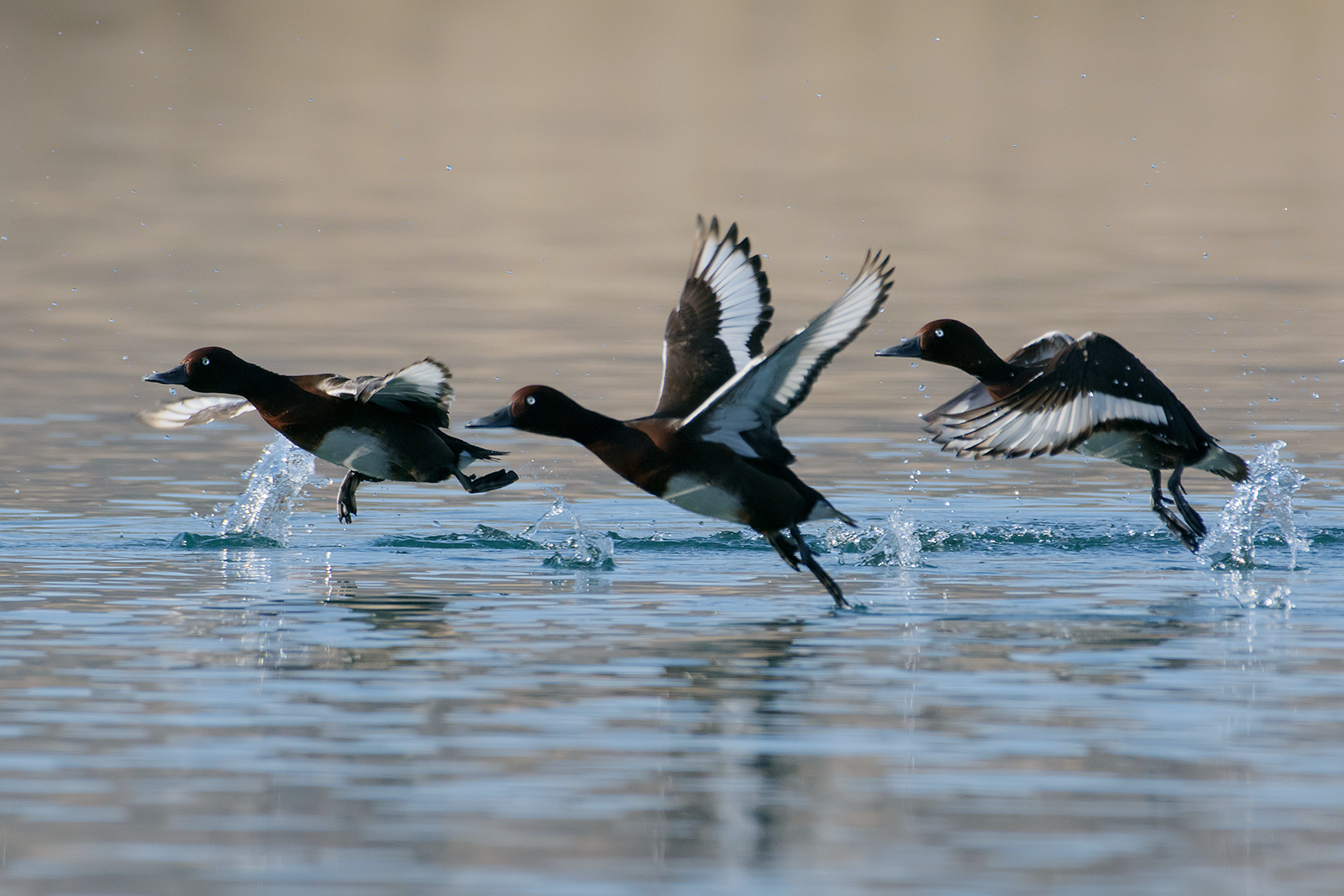 "Morette in partenza" (Moretta tabaccata).