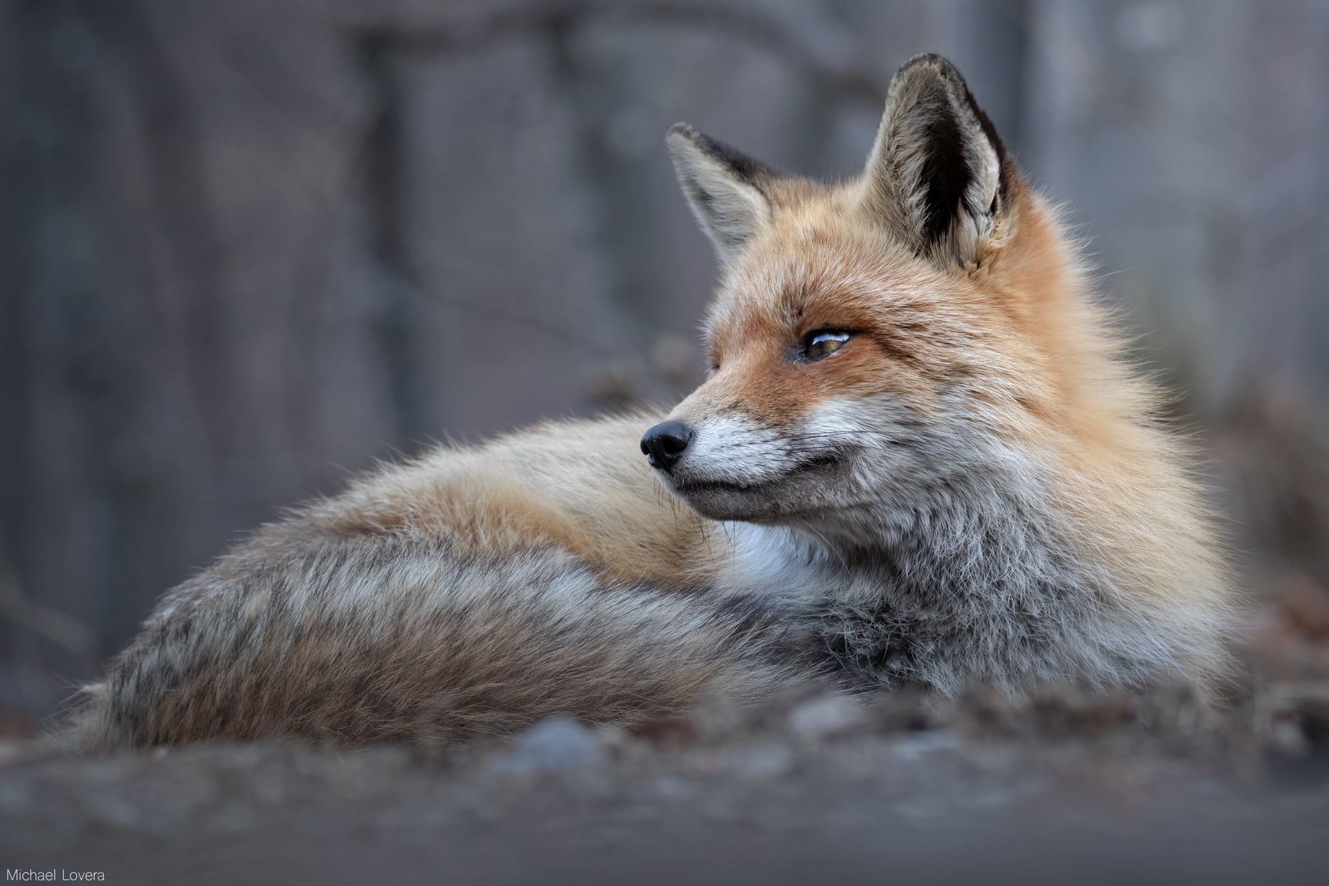 Fox