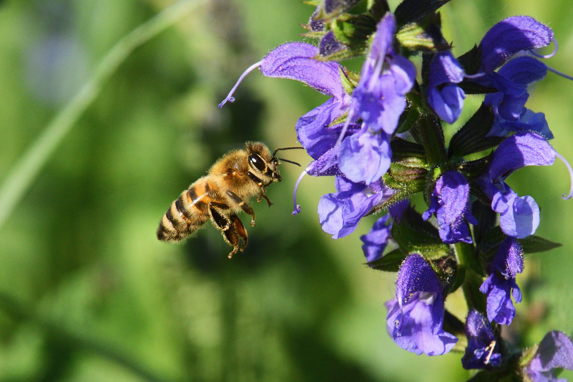 Bee