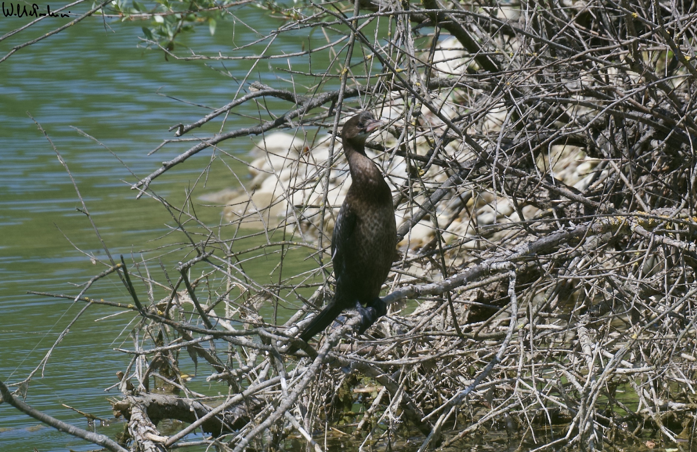 Marangone ad. non-nesting