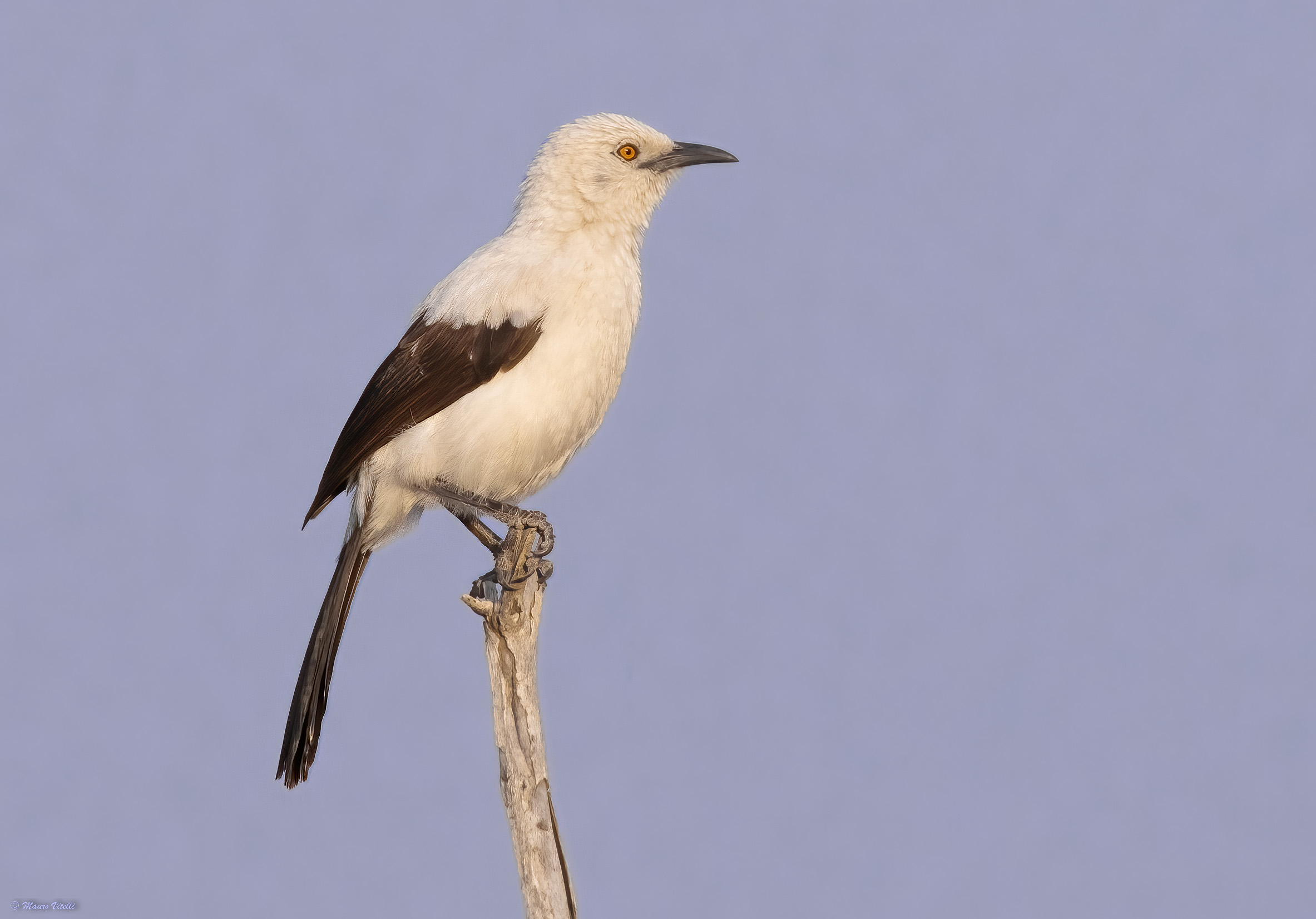 Garrulo bicolor (turdoides bicolor) desert Kalahari