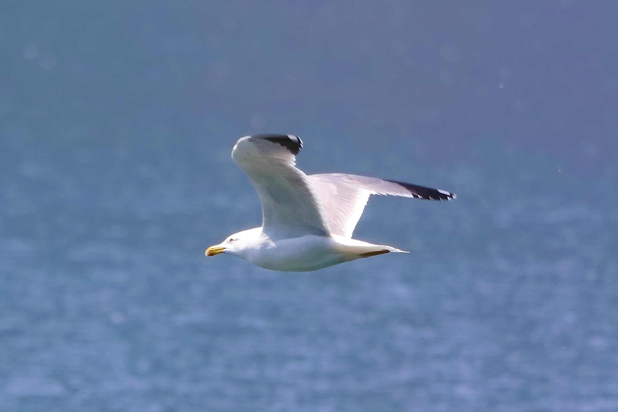 gabbiano terrestre 13-05-2022