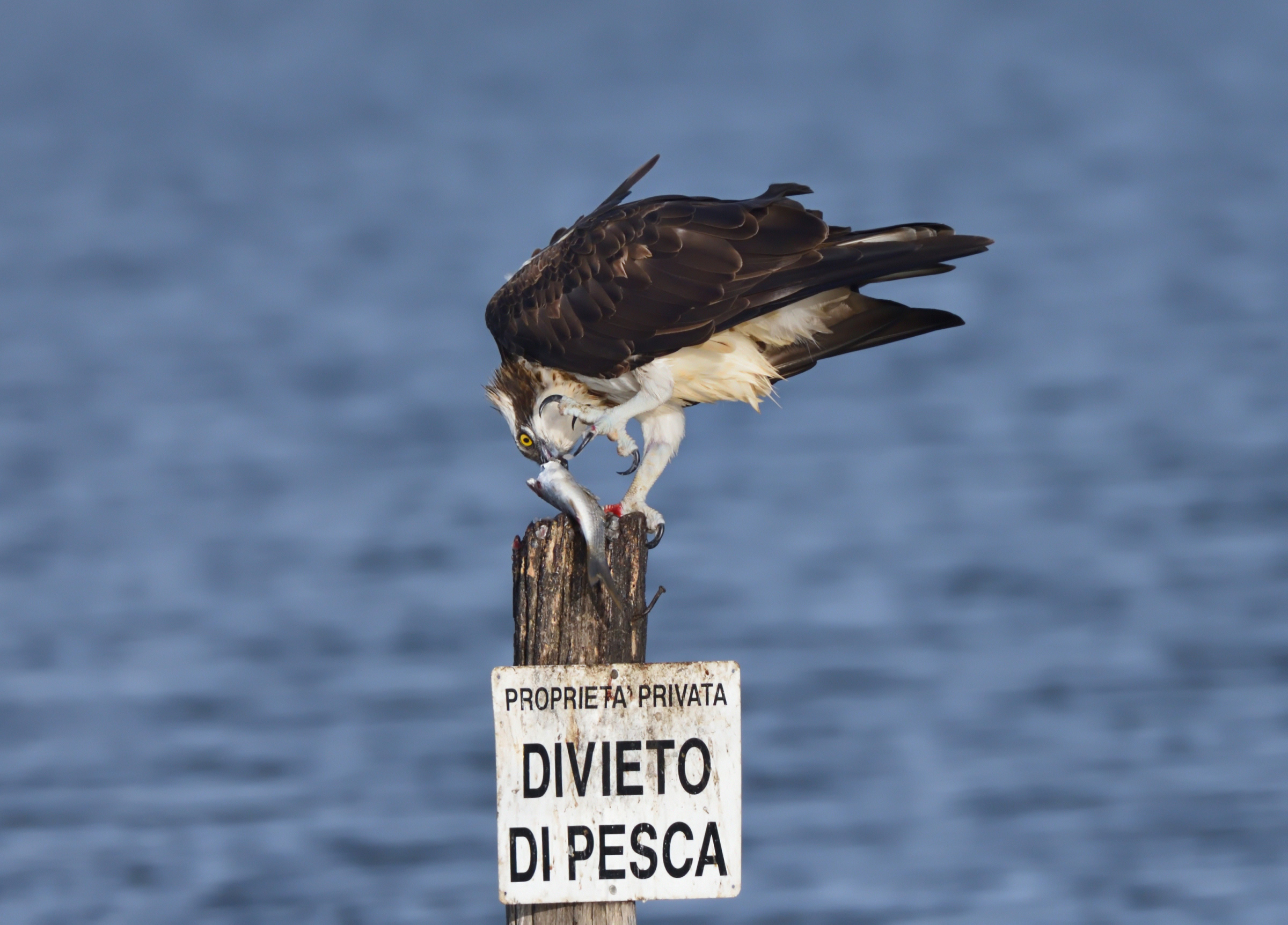 Osprey