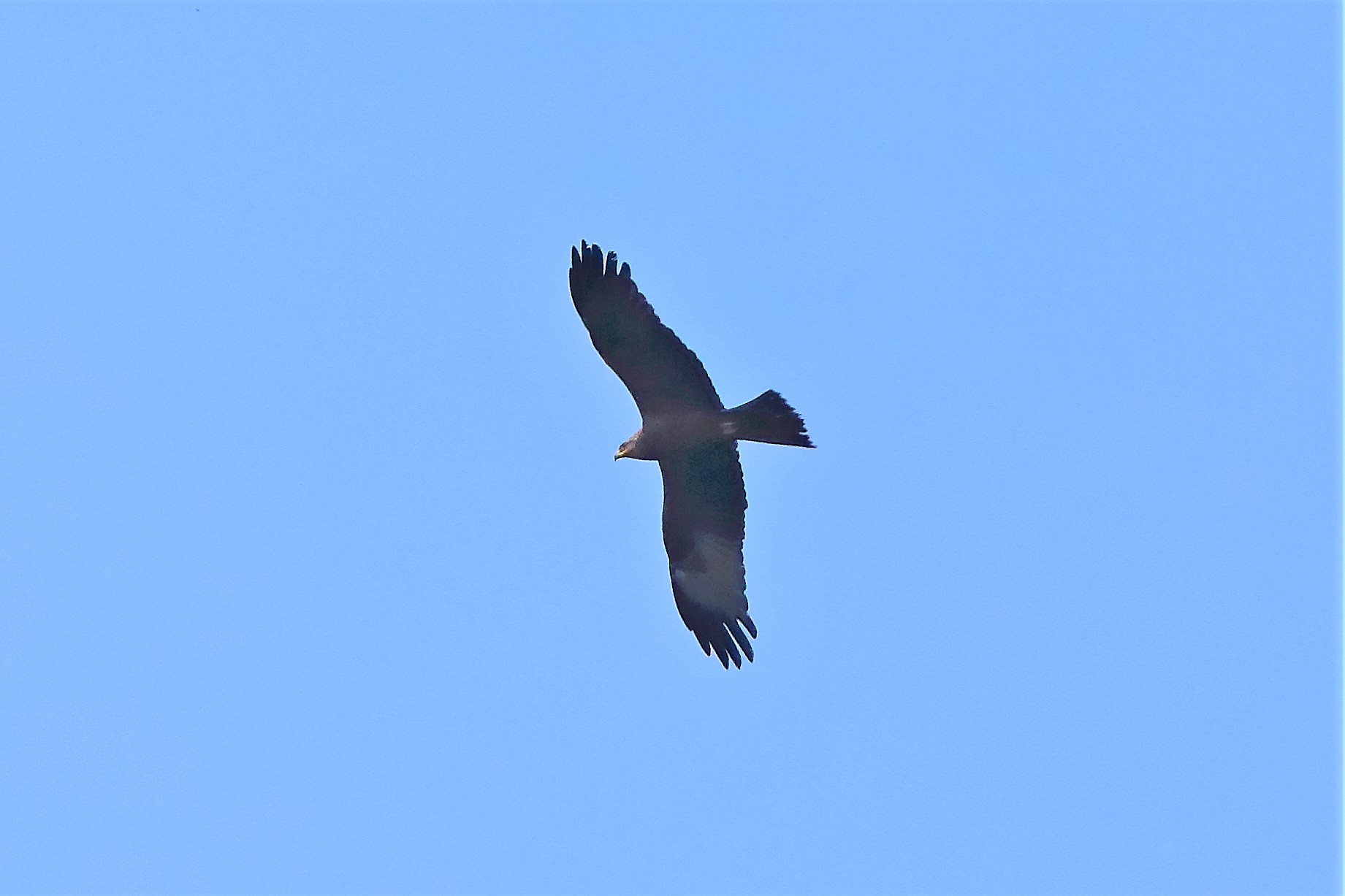 Black kite 16-05-2022