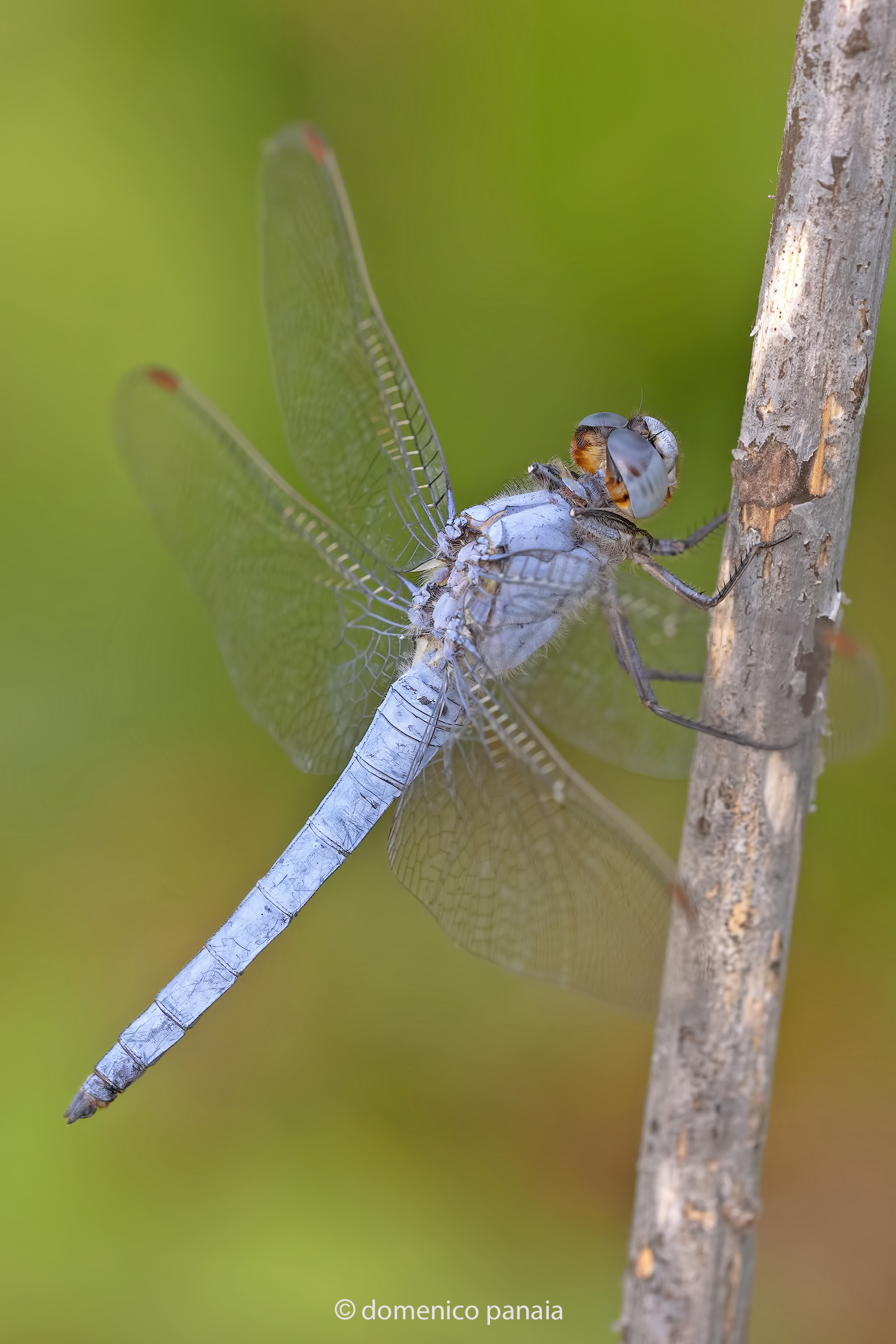 Orthetrum brunneum maschio