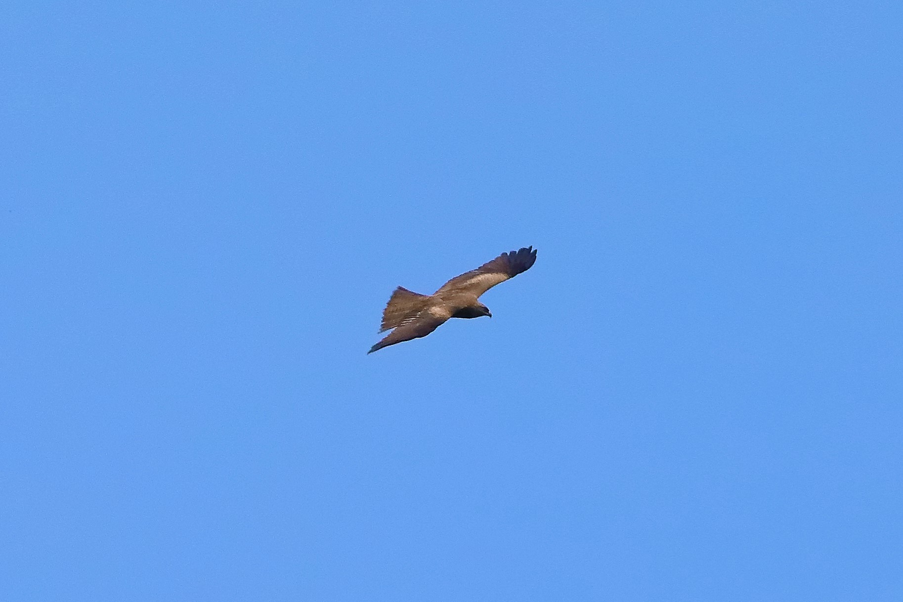 Black kite 16-05-2022