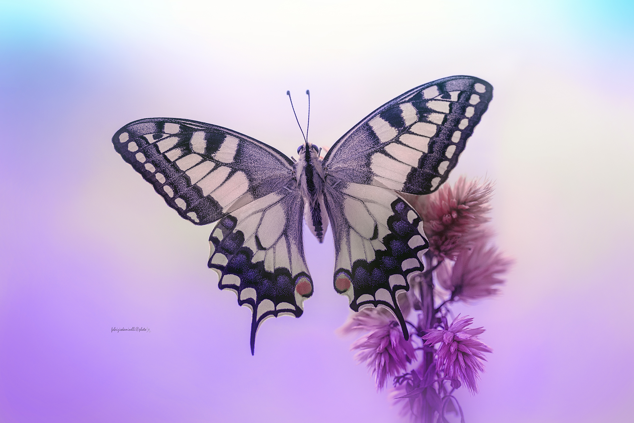 Papilio machaon