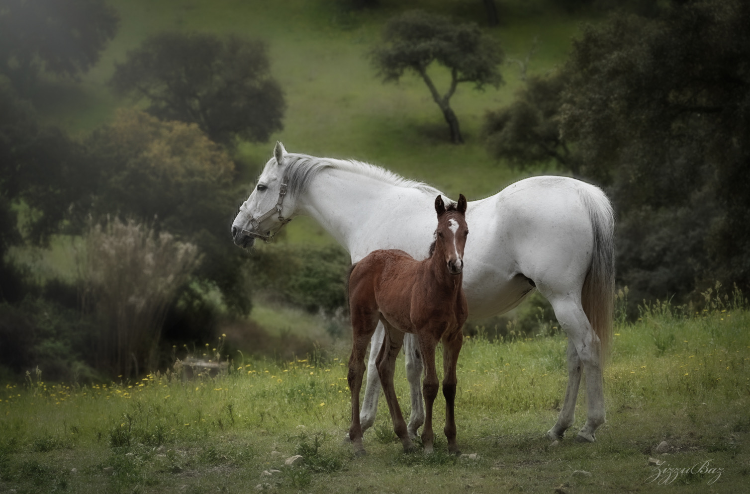 Horses