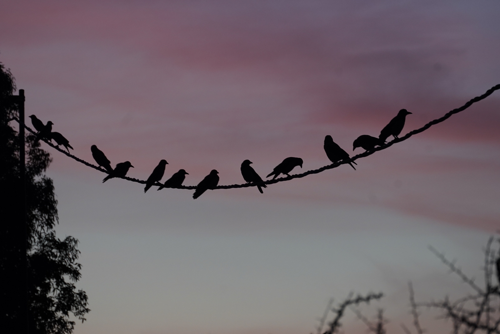 Birds