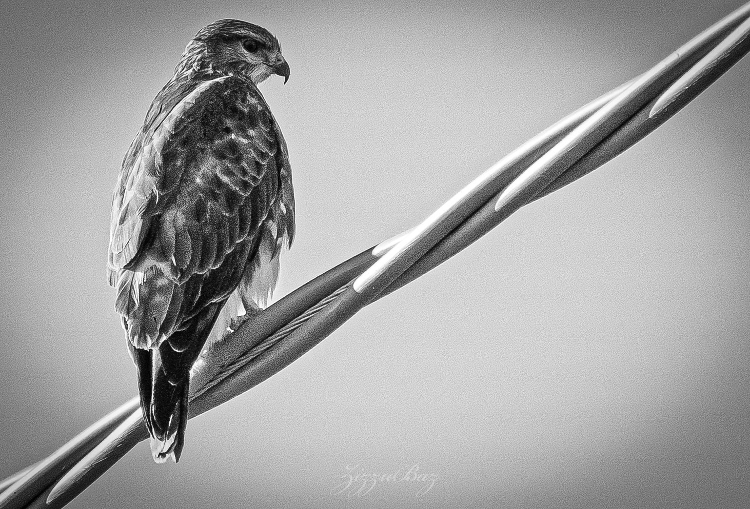Sardinian Buzzard