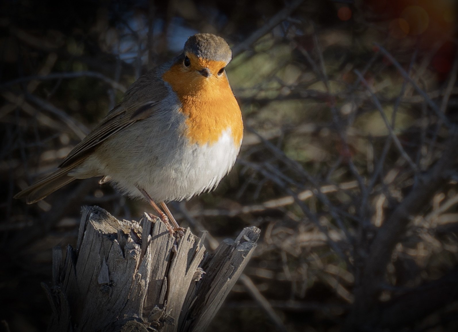 Robin