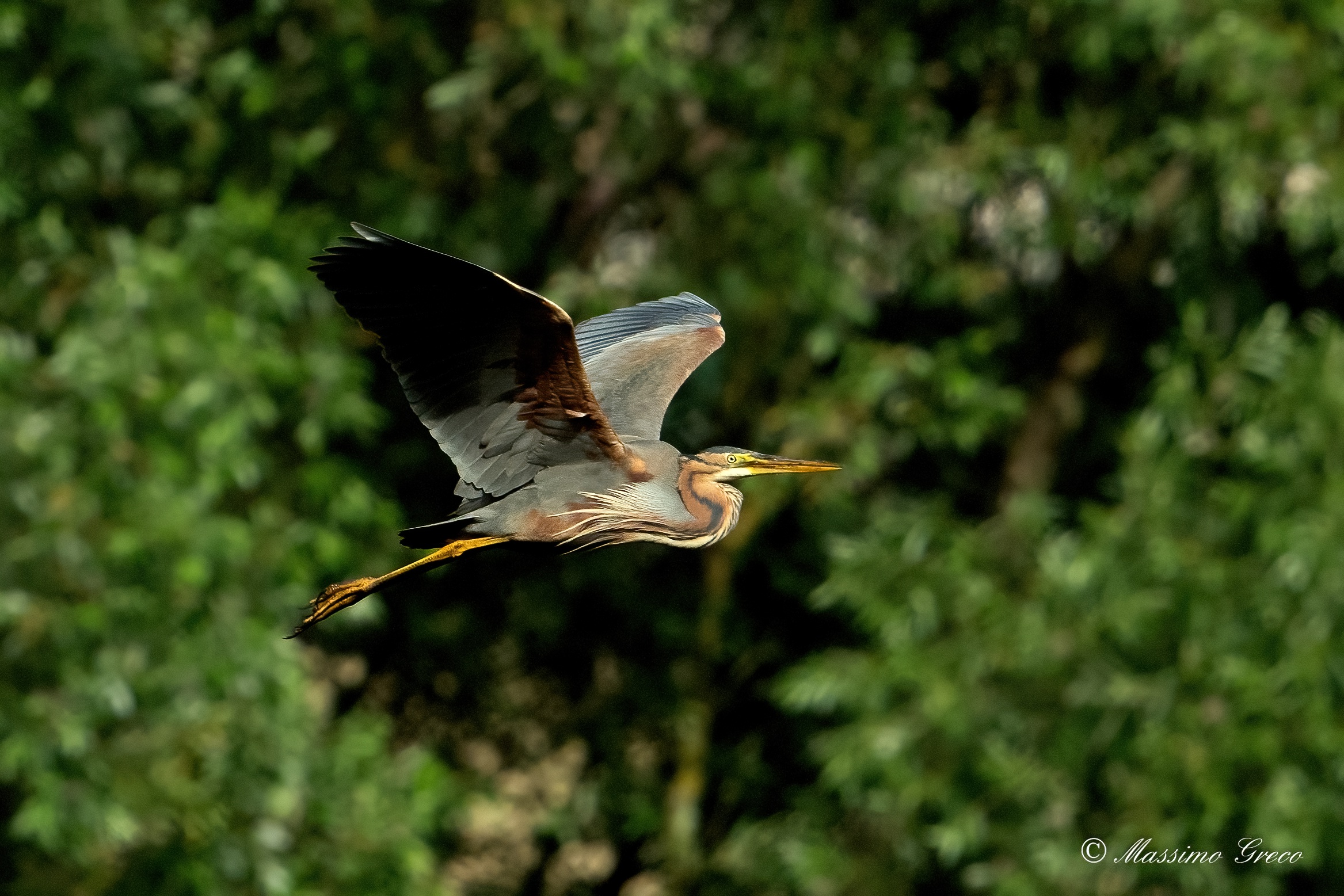 Red heron (Ardea purpurea)