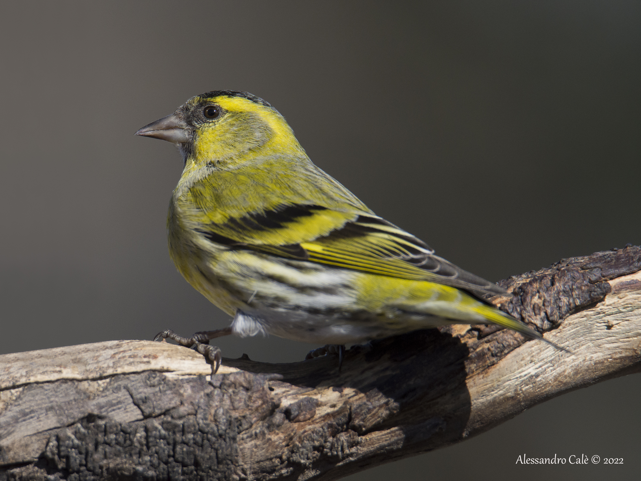 Carduelis spinus (Lucherino) 7788