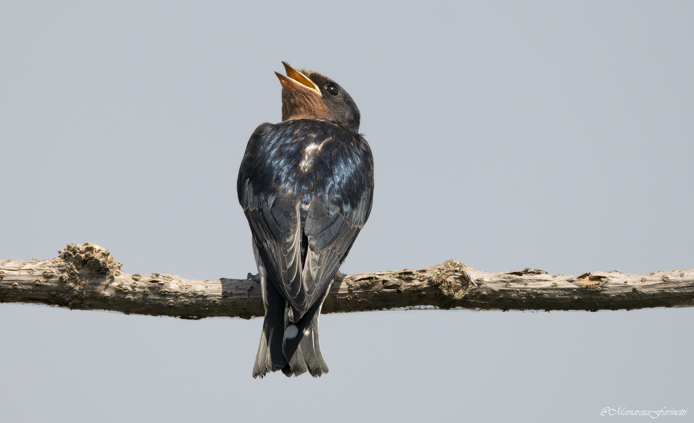 Young Swallow