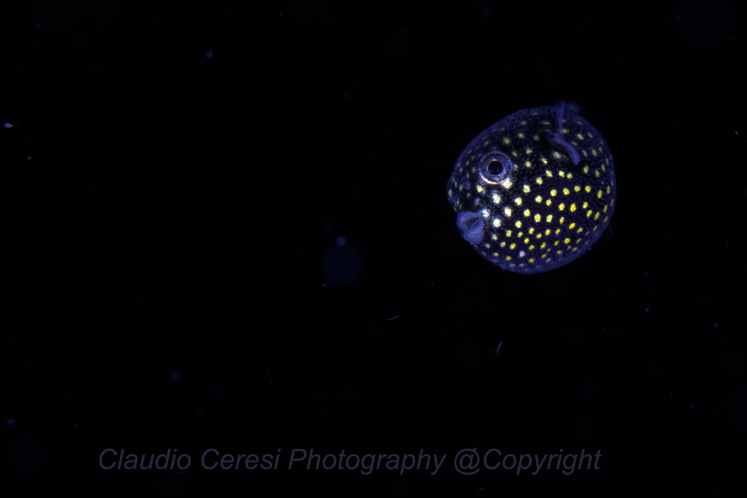 small puffer fish in young stage