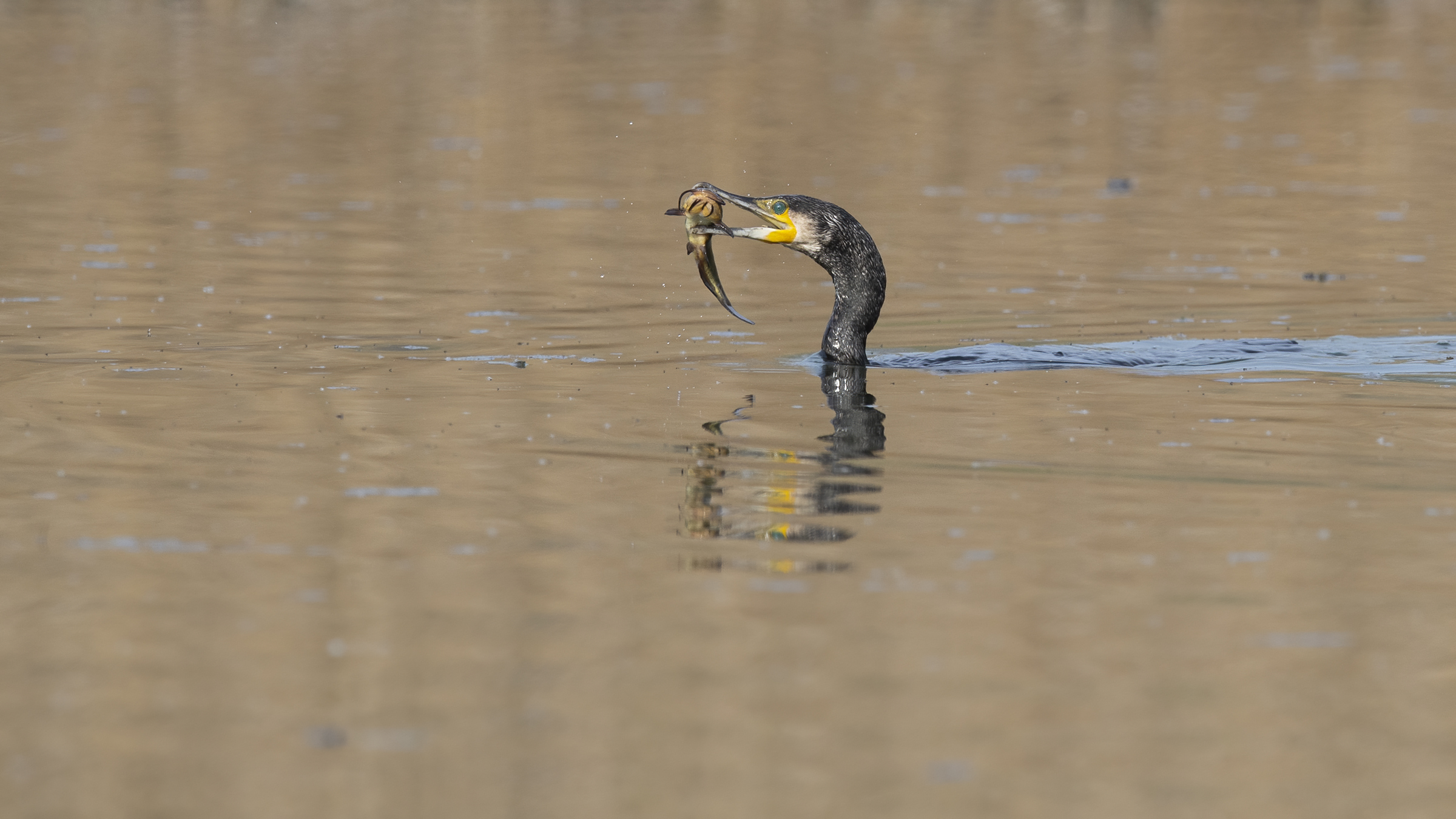 Cormorano (Phalacrocorax carbo)