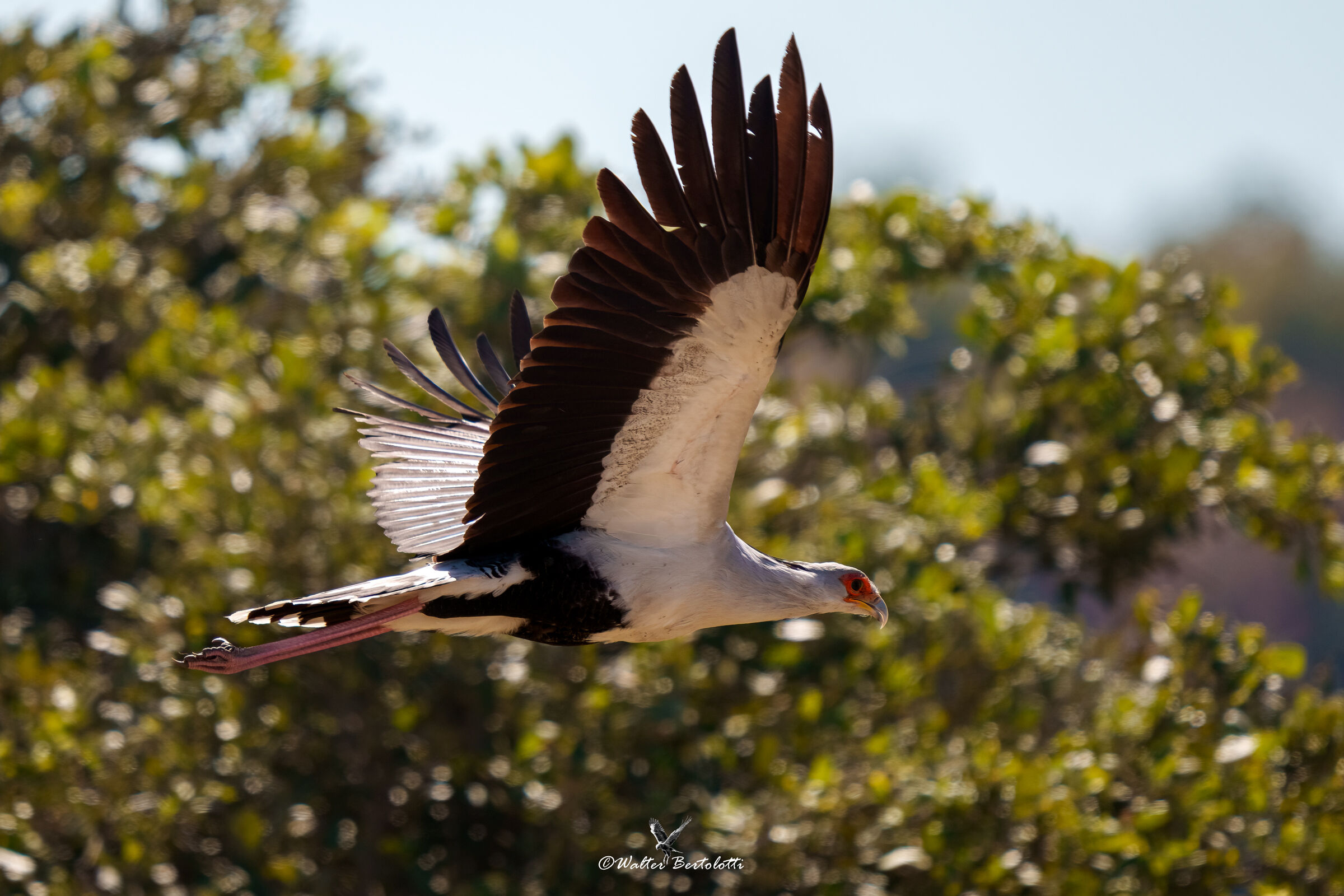 serpentario in volo radente